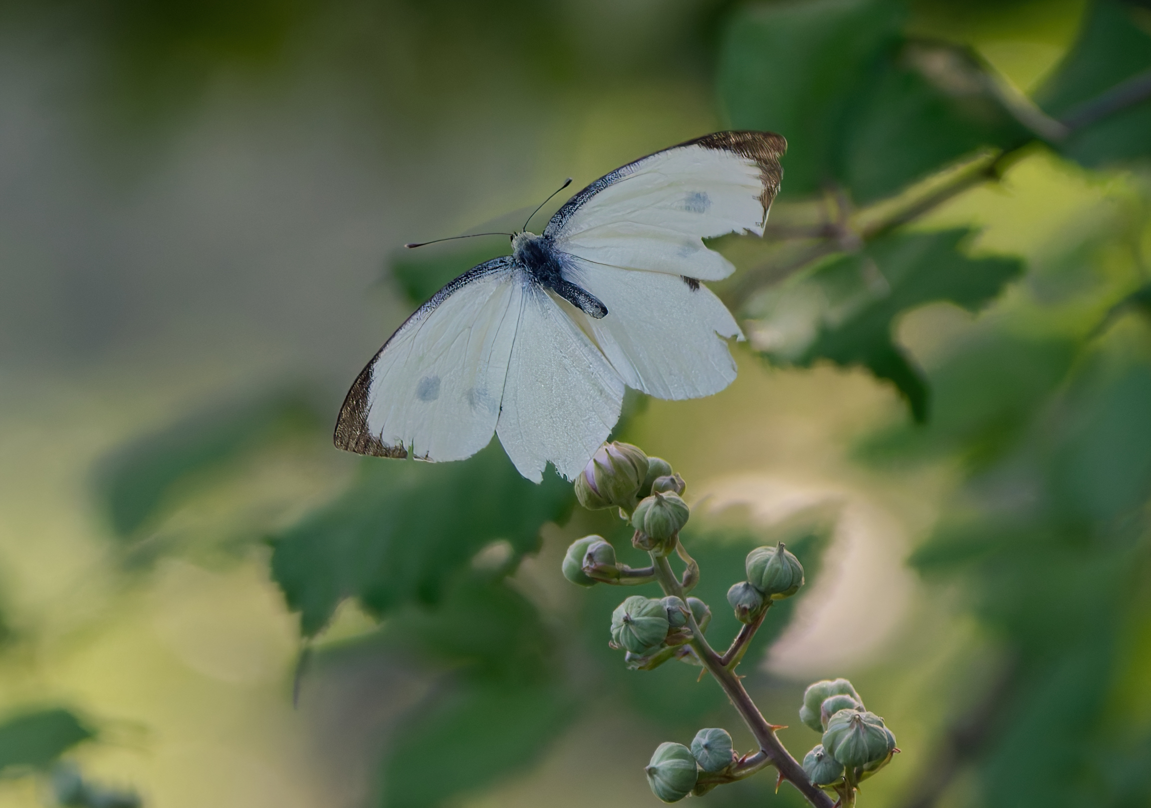 Pieris Brassicae