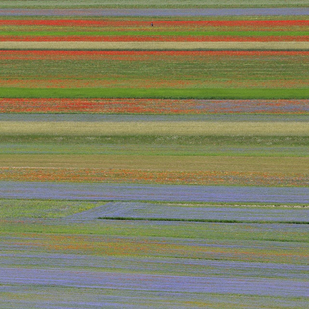 Castelluccio fioritura