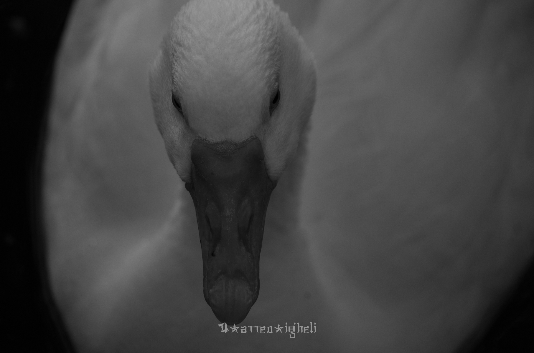 Duck zoom