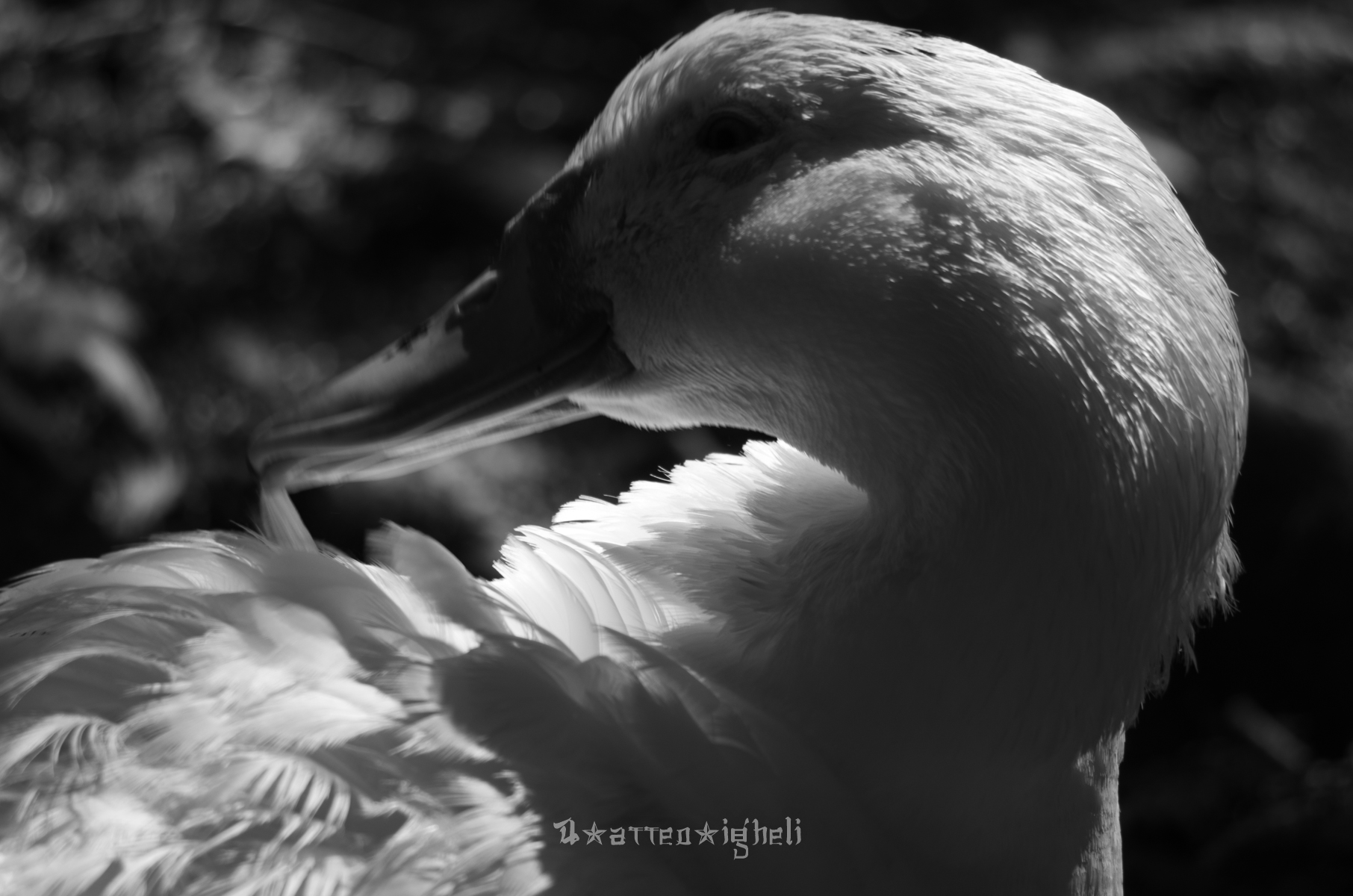 Duck in the foreground