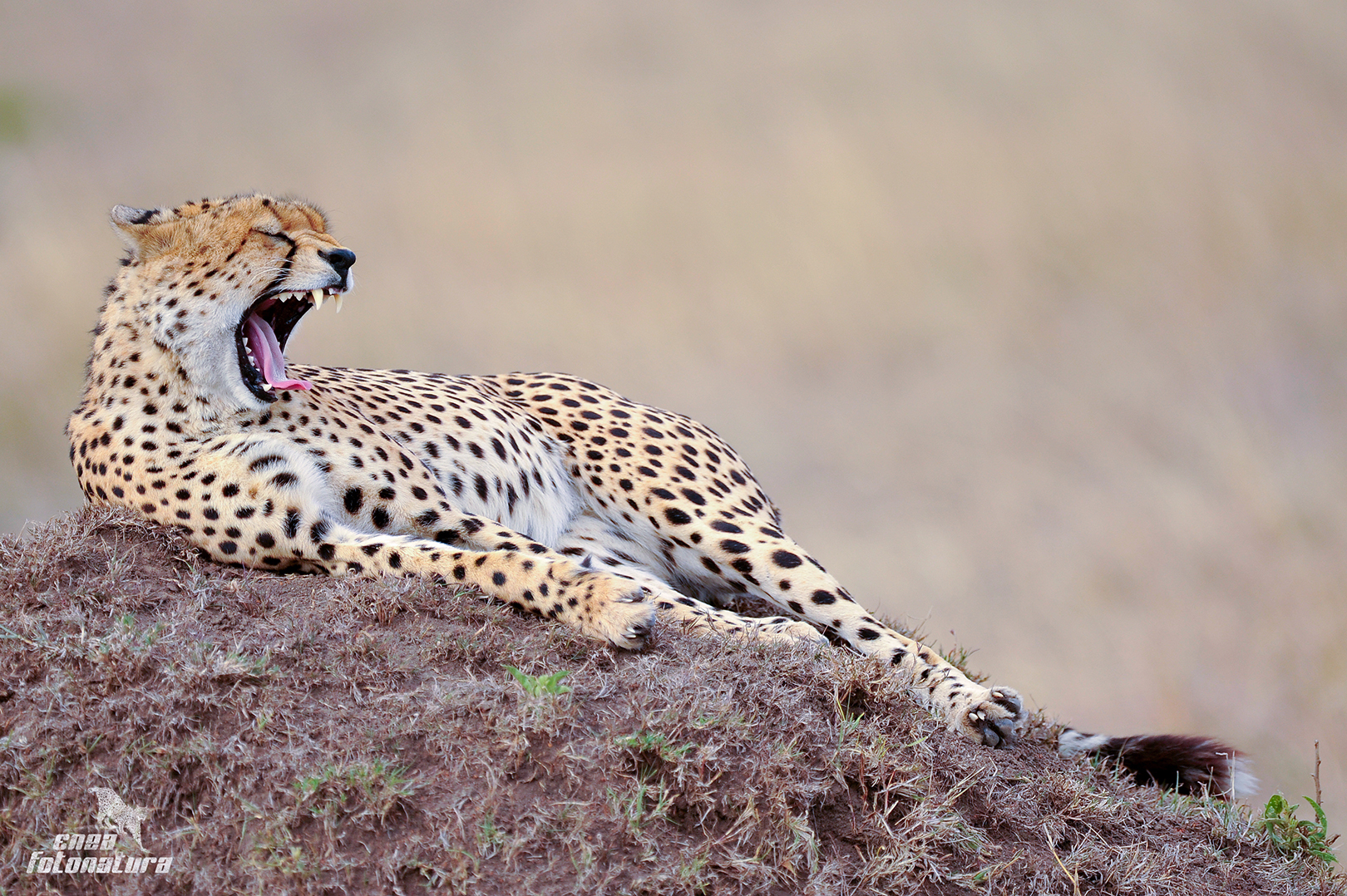 THE BOREDOM OF THE SAVANNAH
