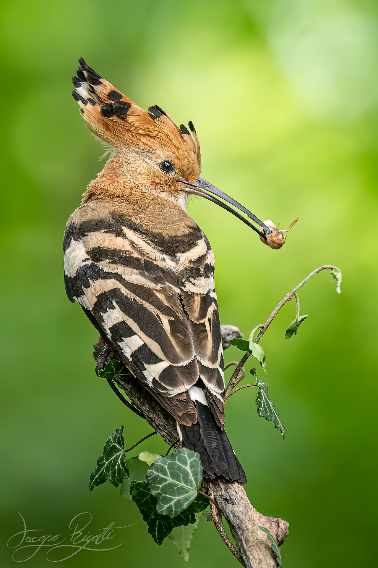 Hoopoe