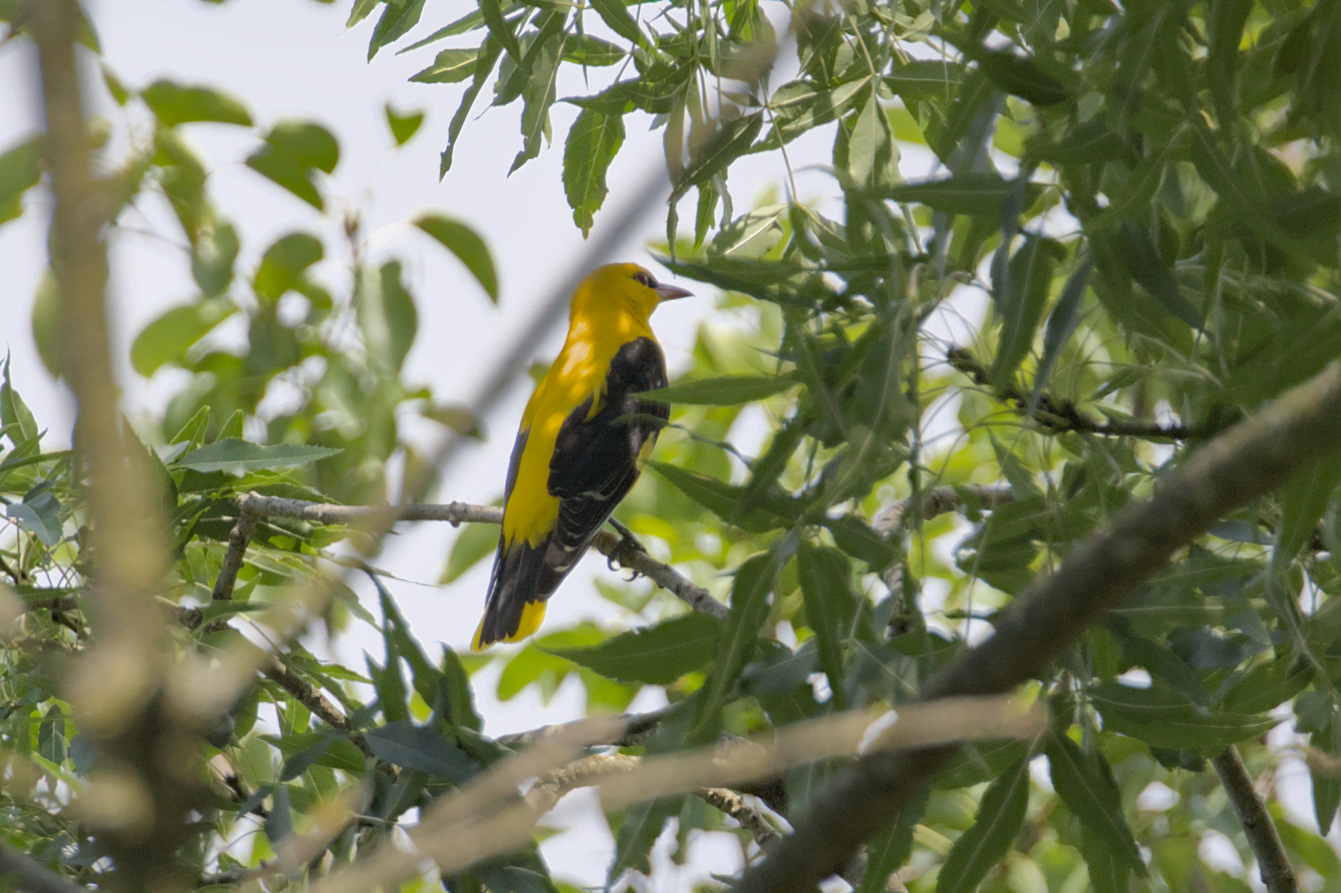 Elusive oriole