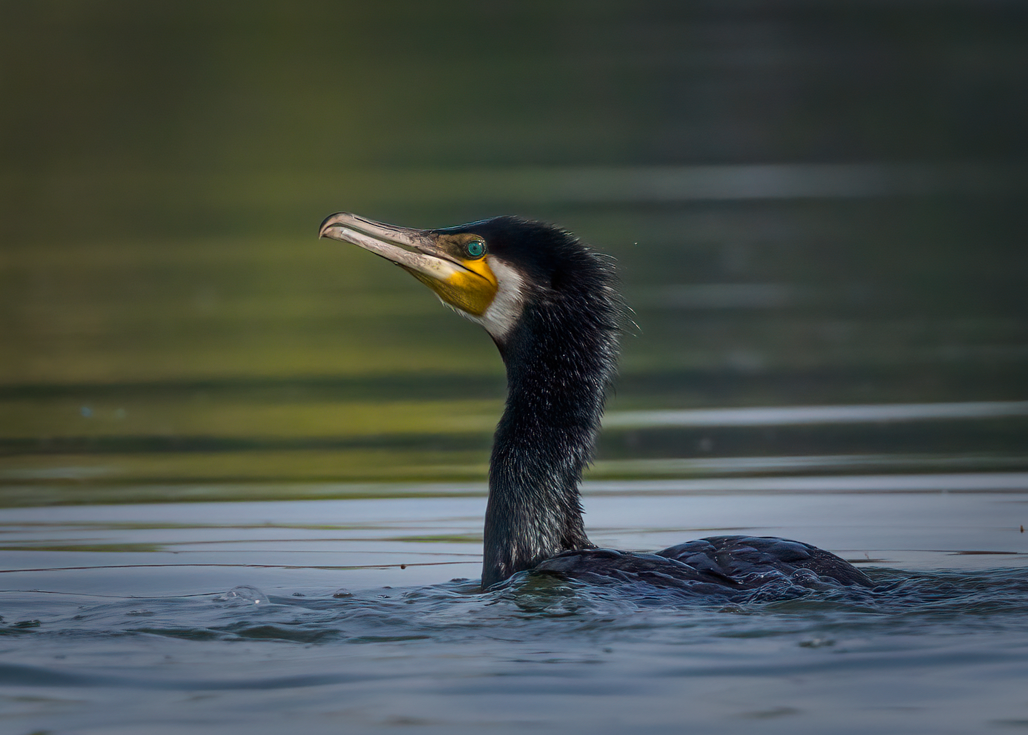 L'occhio smeraldo del Cormorano