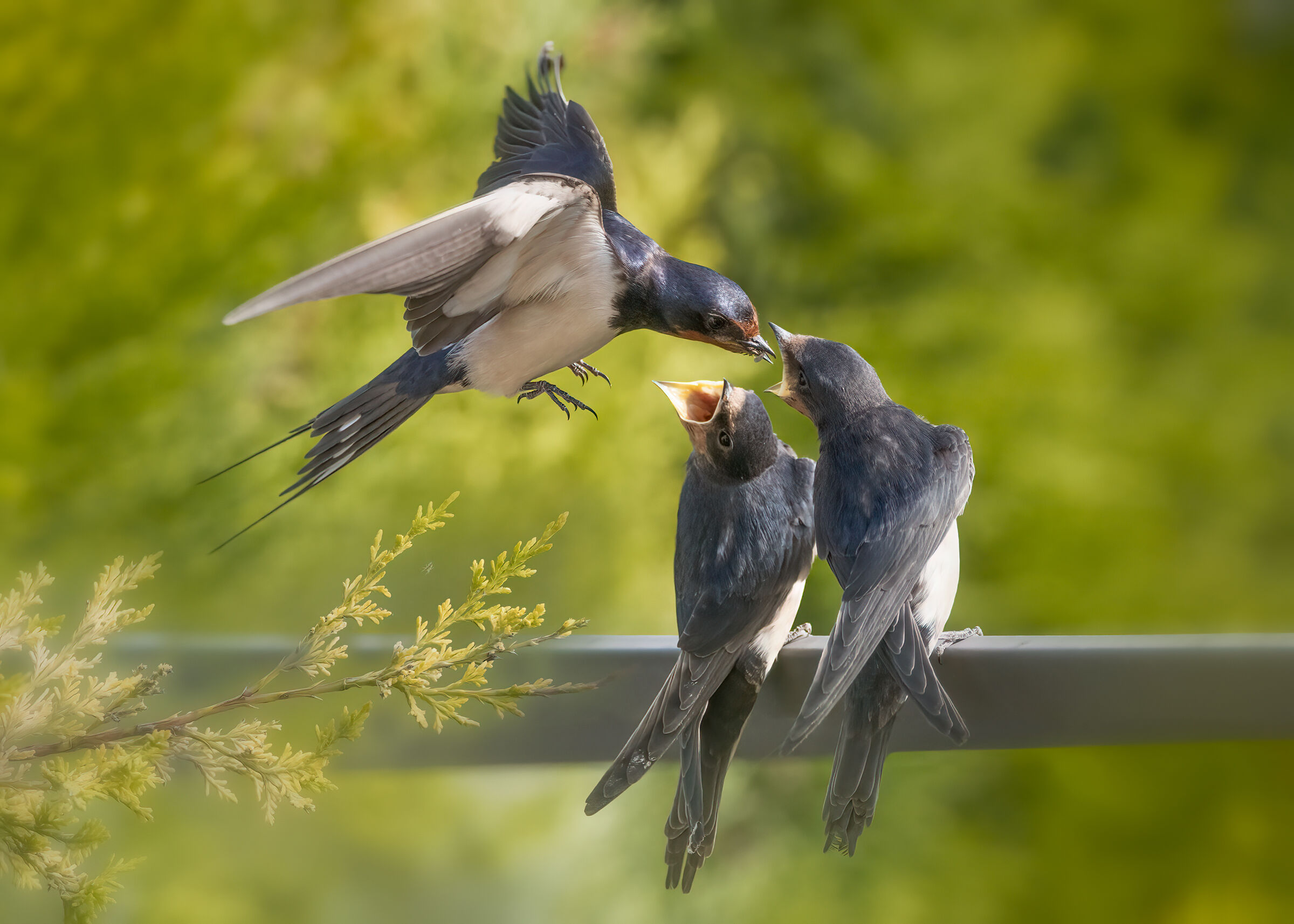 Imbeccata di Rondini comuni (Hirundo rustica)
