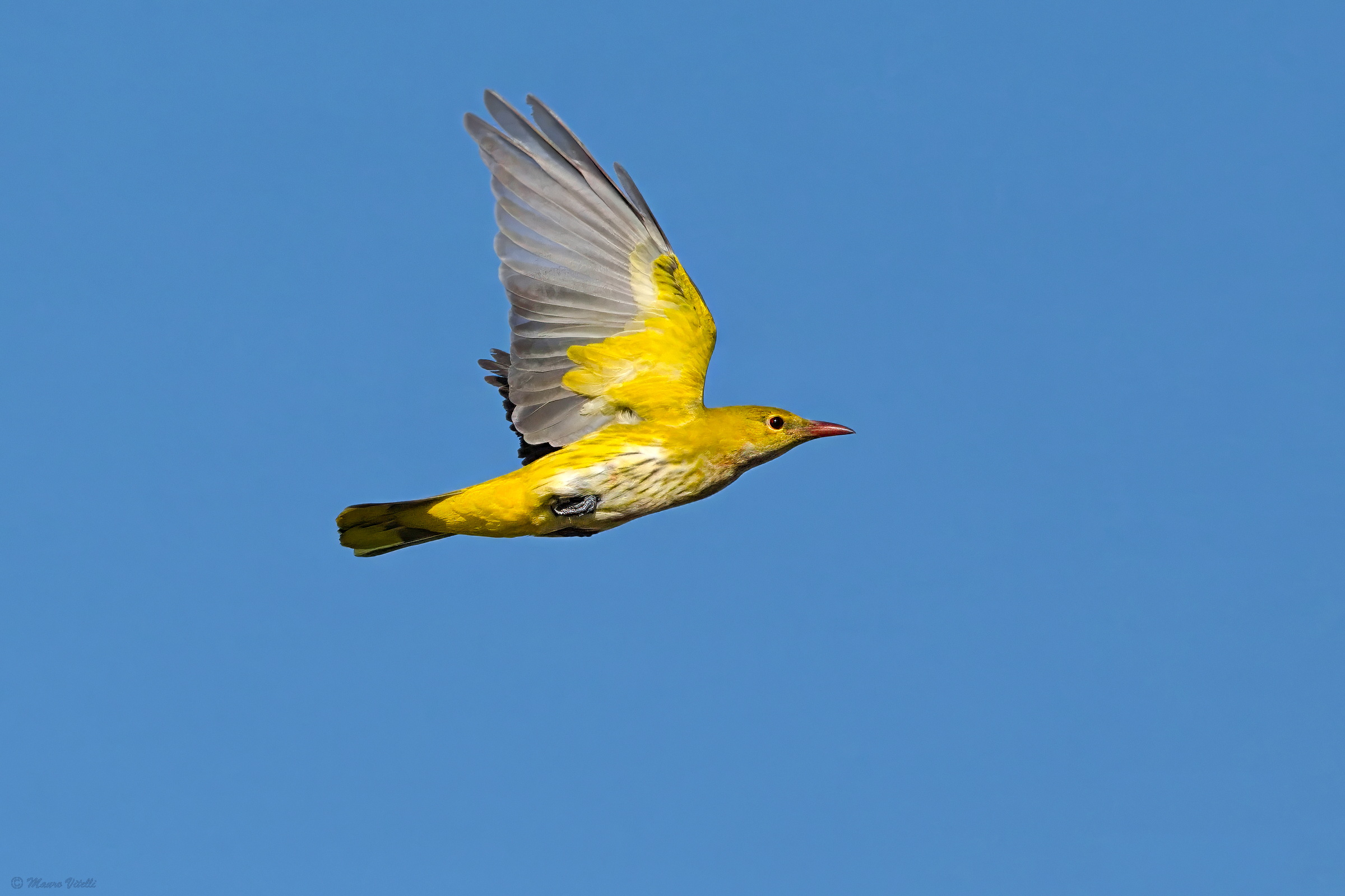Golden Oriole (Oriolus oriolus)