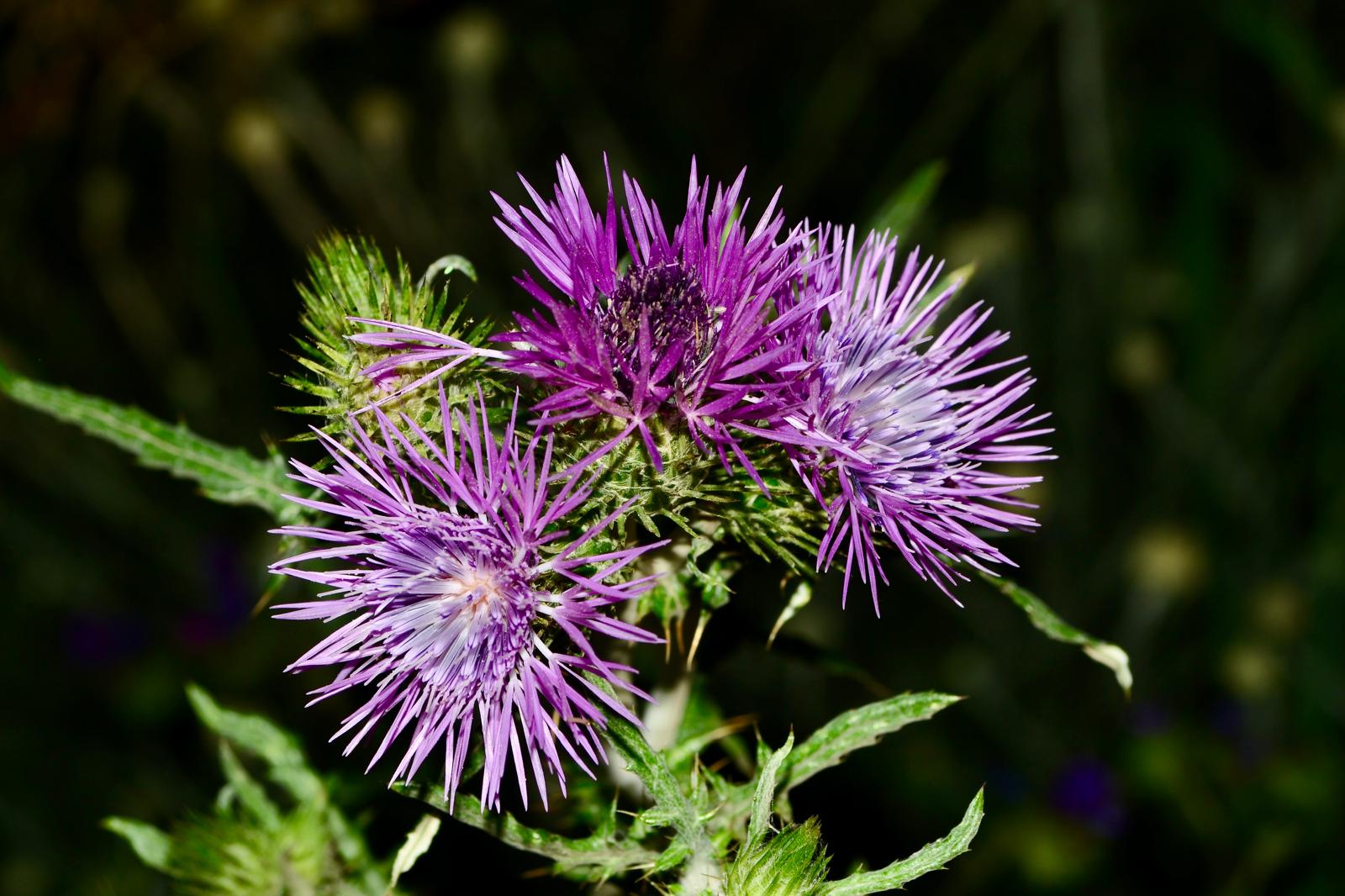 Macro Fiore