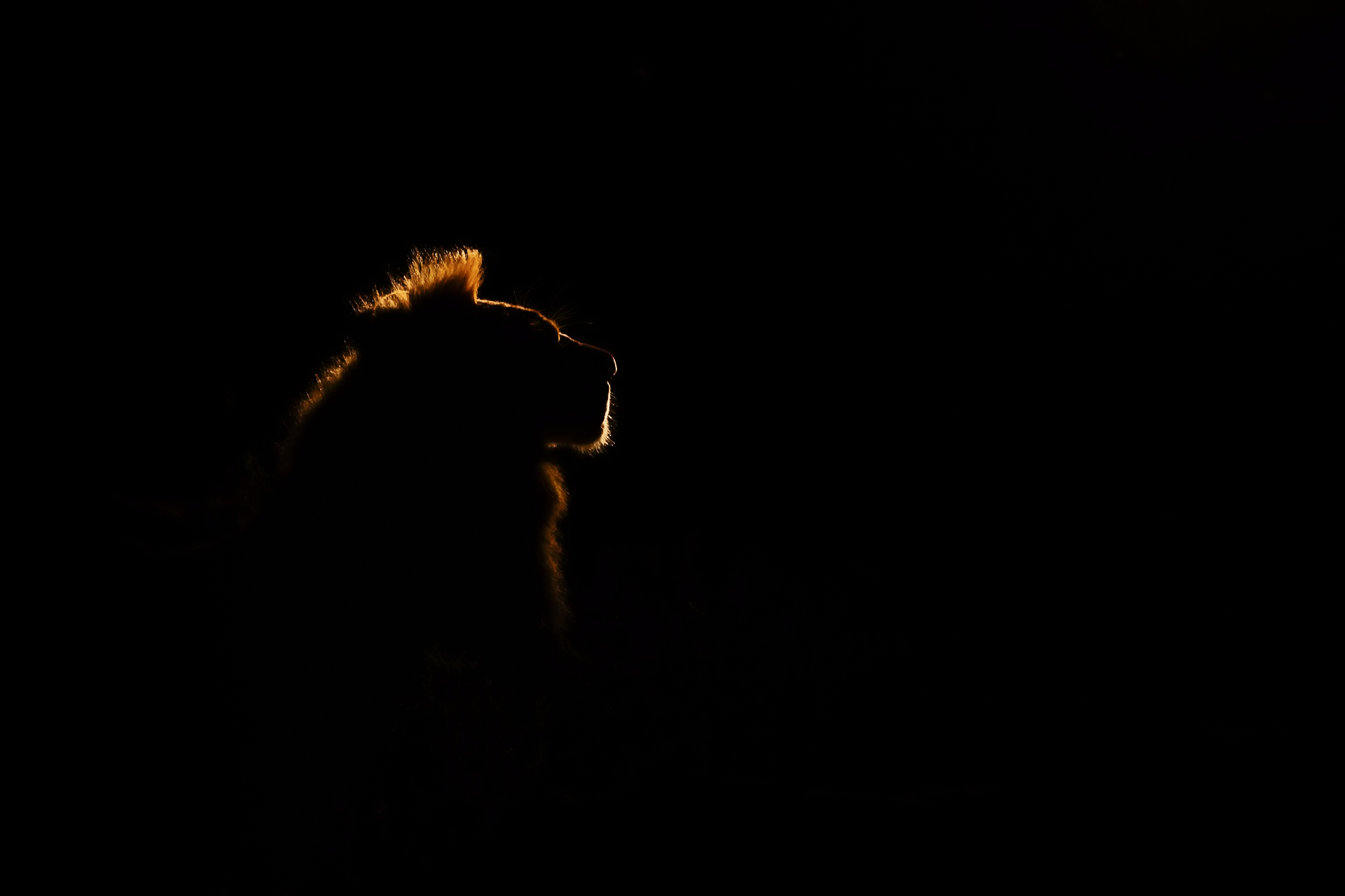 Lion silhouette in savannah