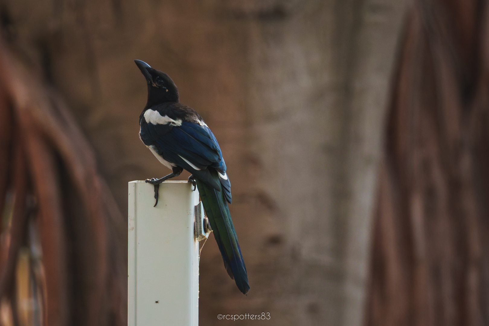 Magpie
