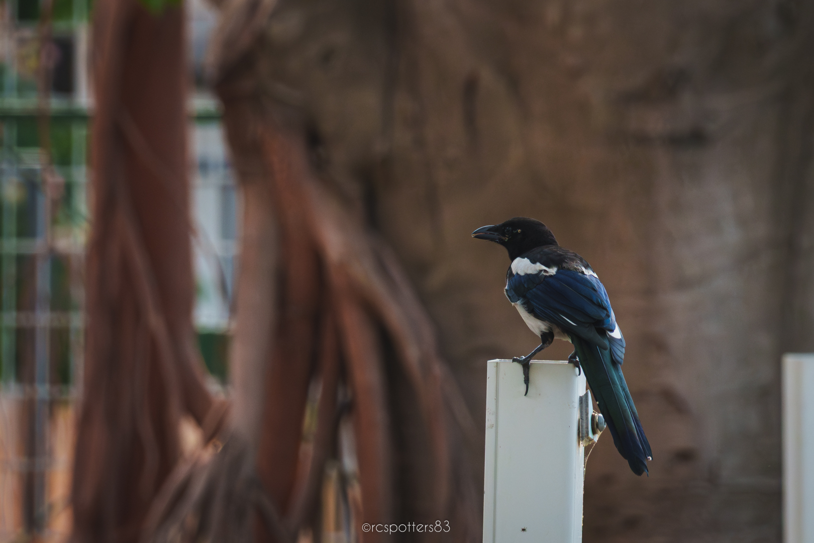 Magpie