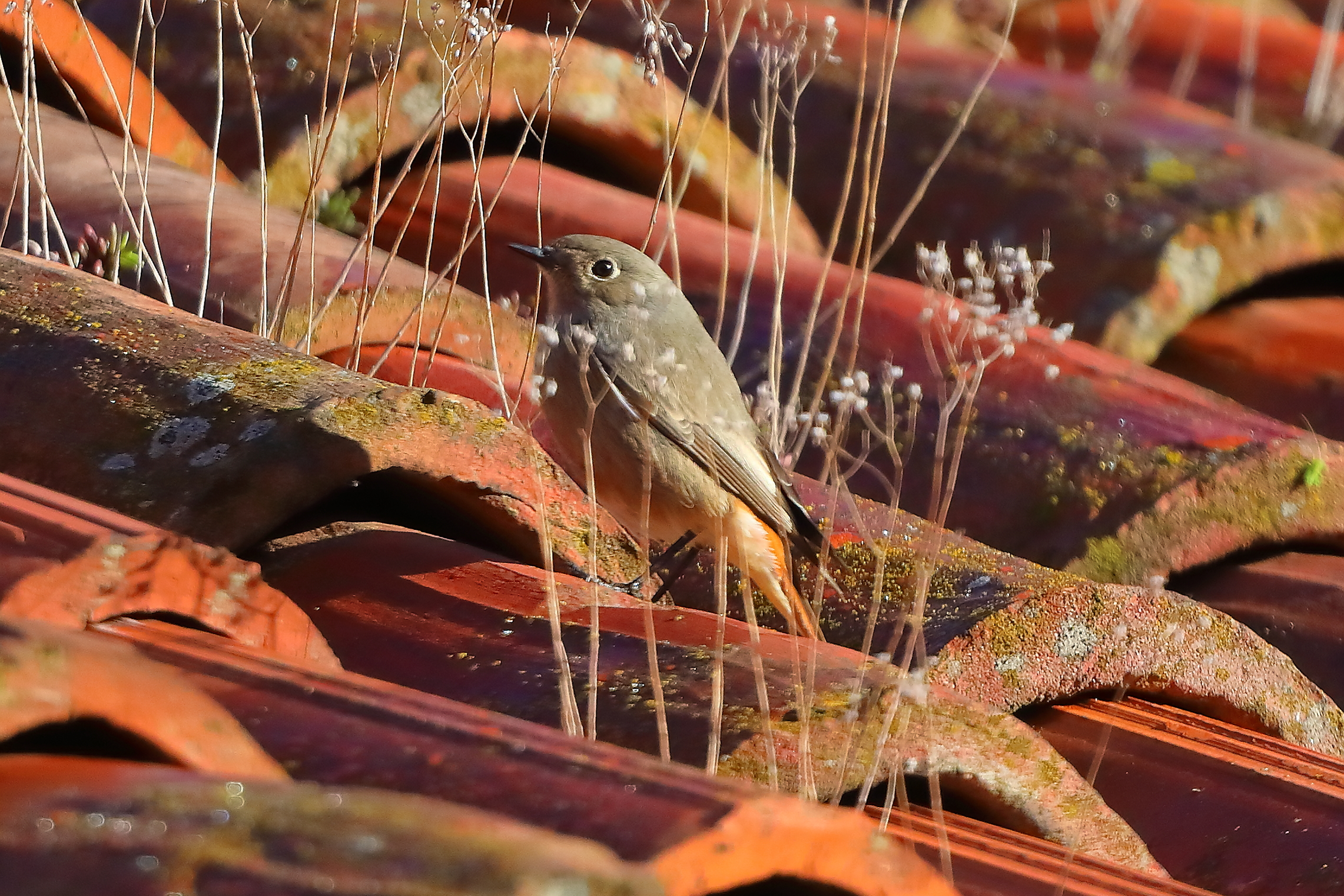 Codirosso S F 17 marzo 2025 - 0002