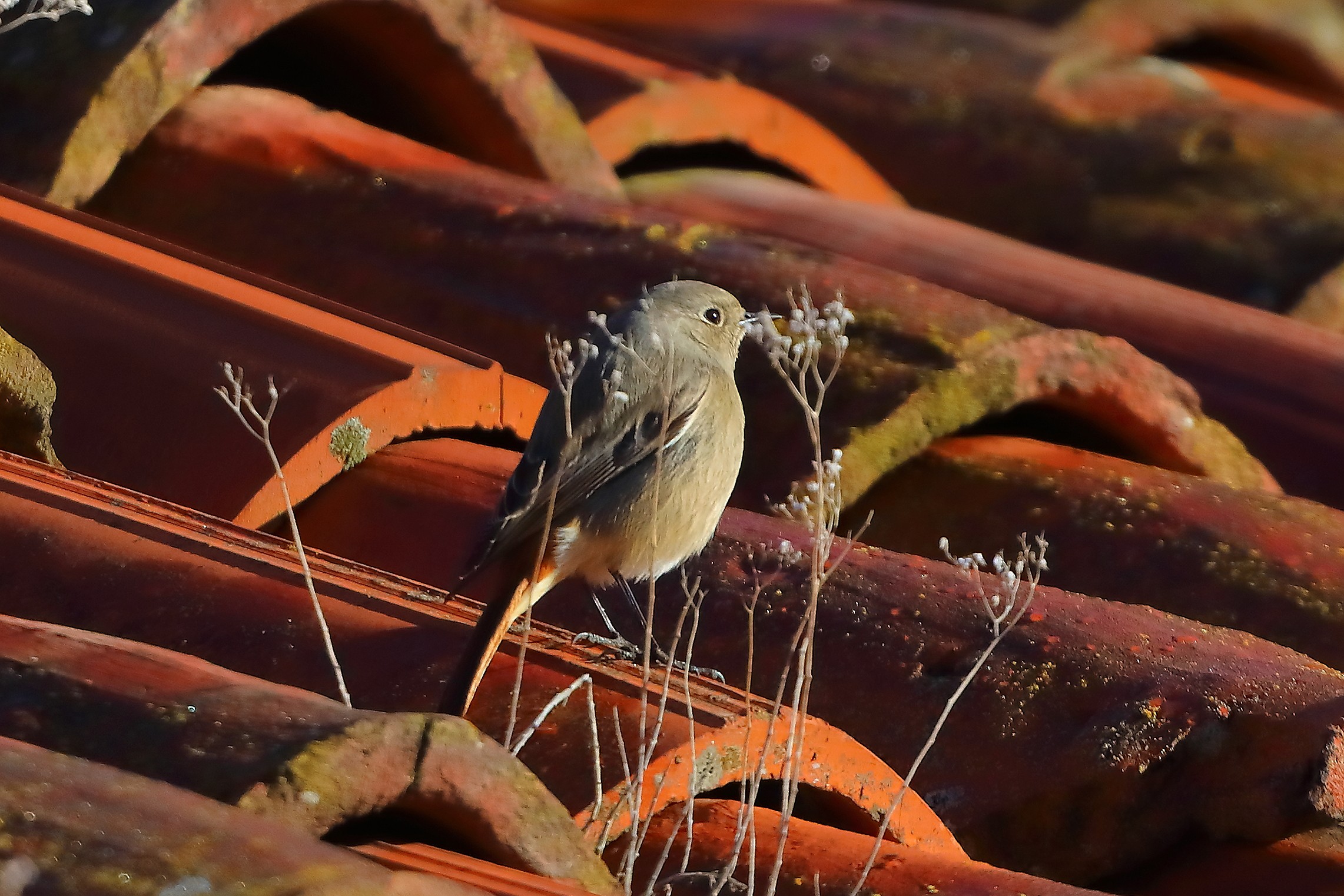Codirosso S F 17 marzo 2025 - 0011