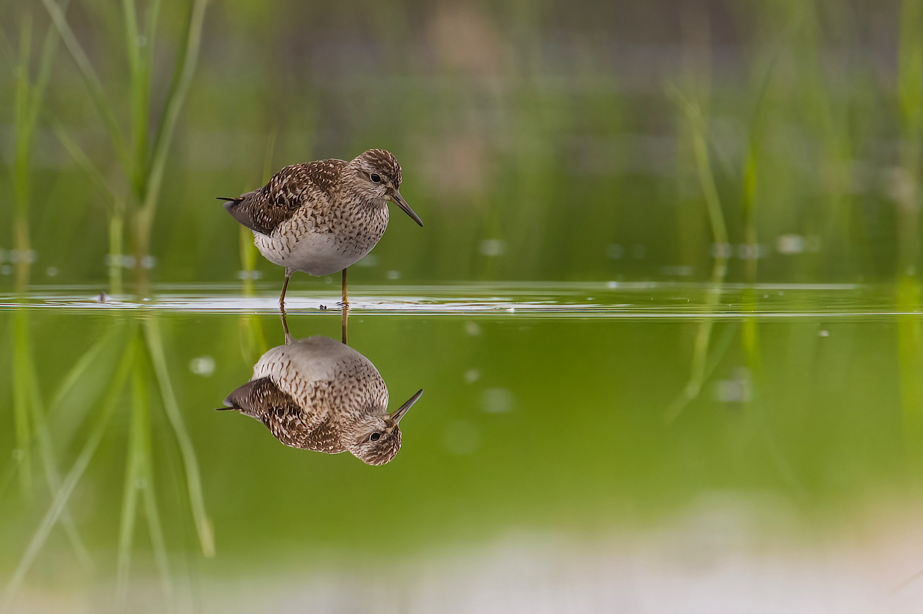 Sandpiper