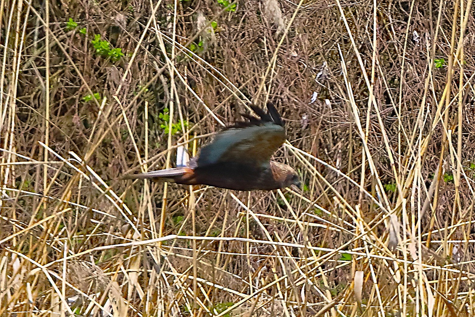 Falco di palude M 05 aprile 2025 - 0249