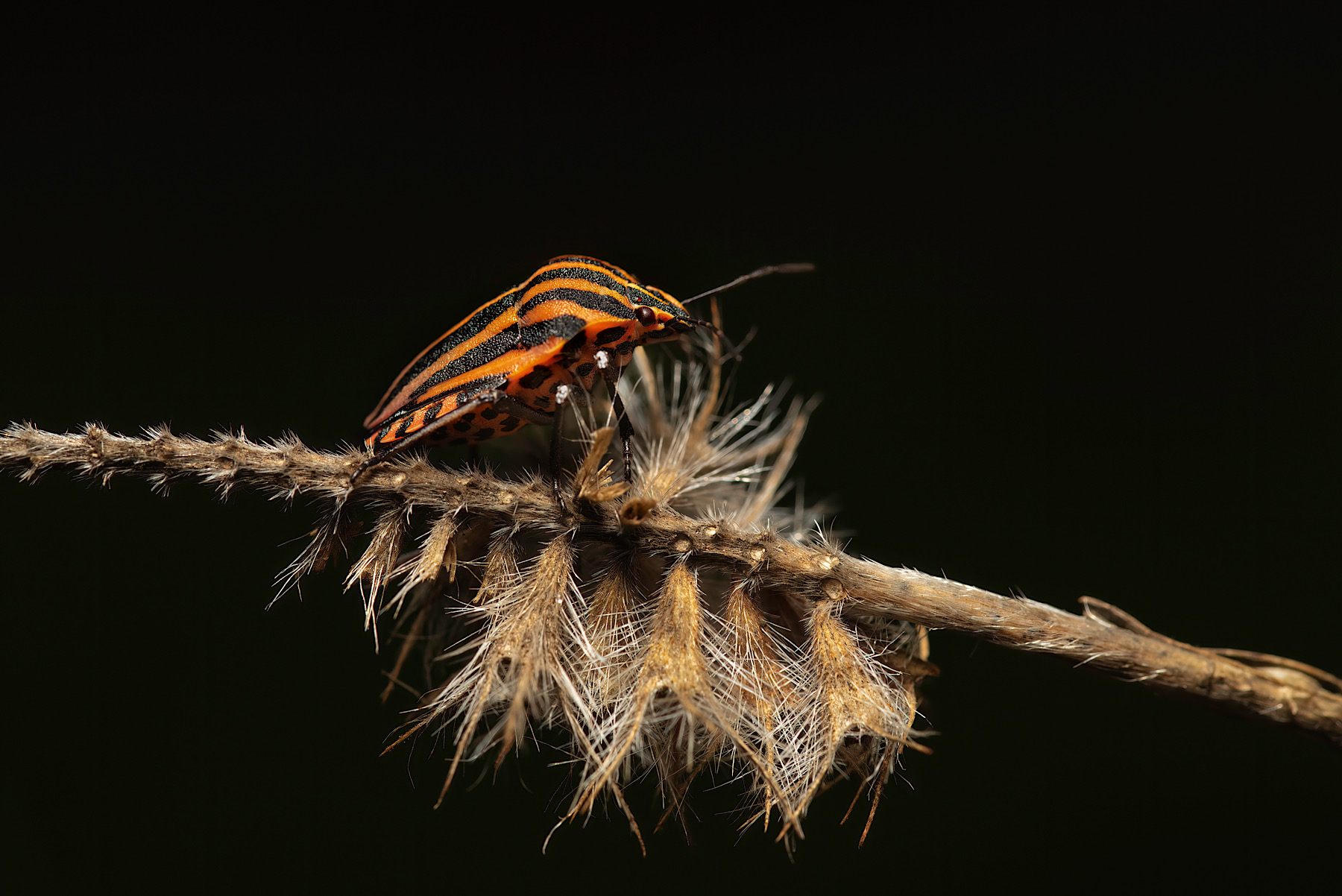 Bug