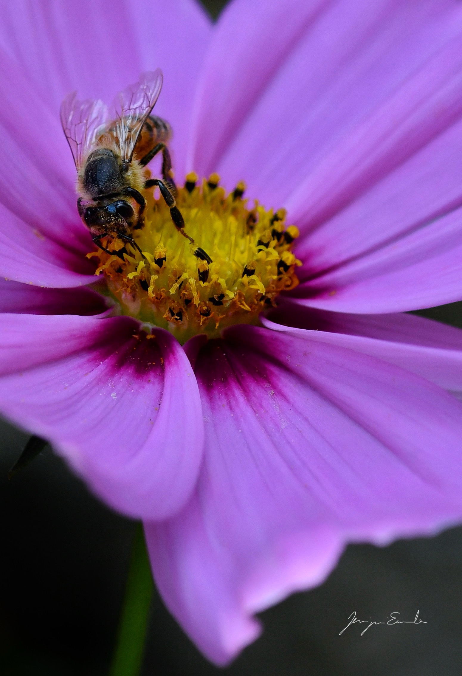 The bee is his hard work