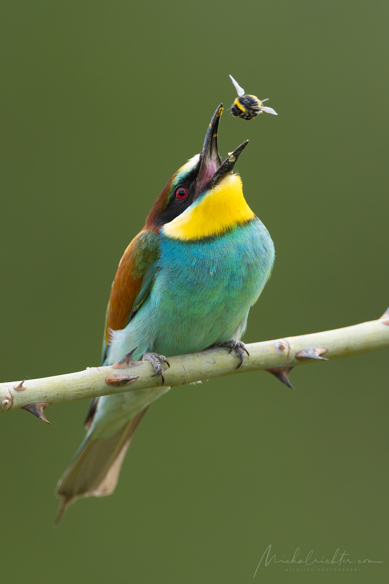 Merops apiaster (gruccione europeo)