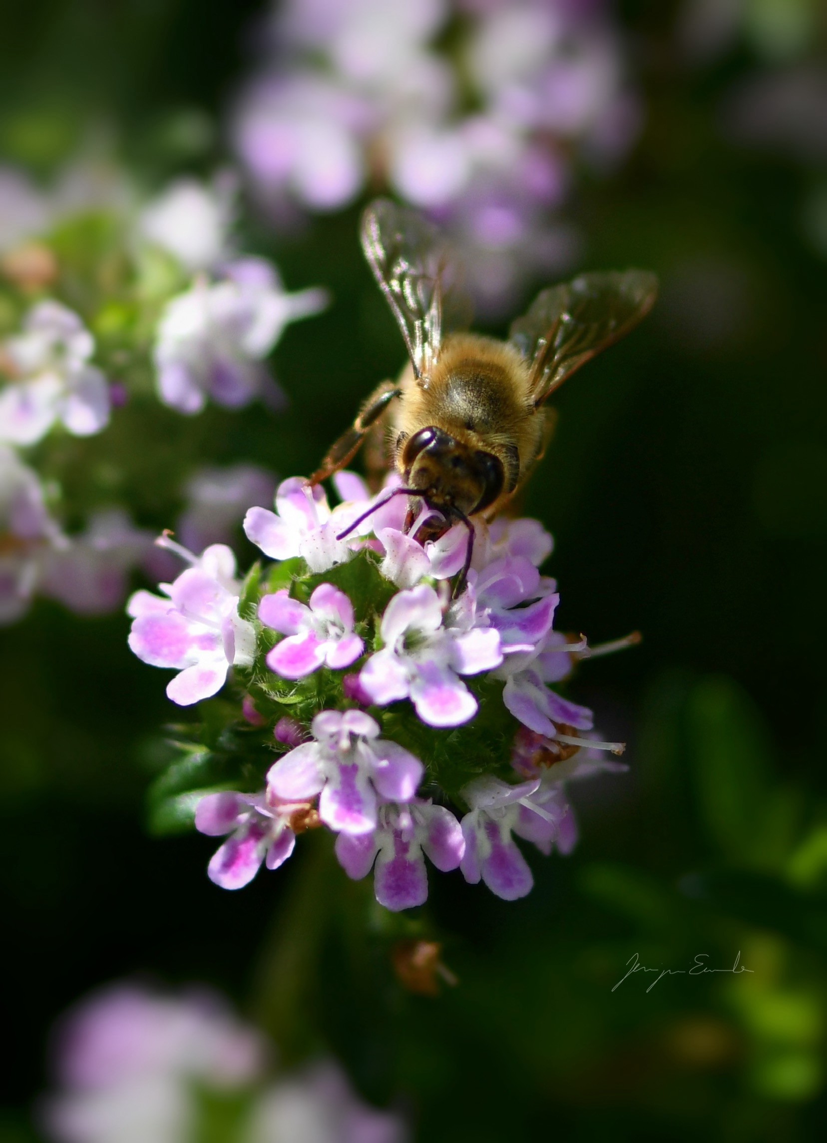 Tasty flowers
