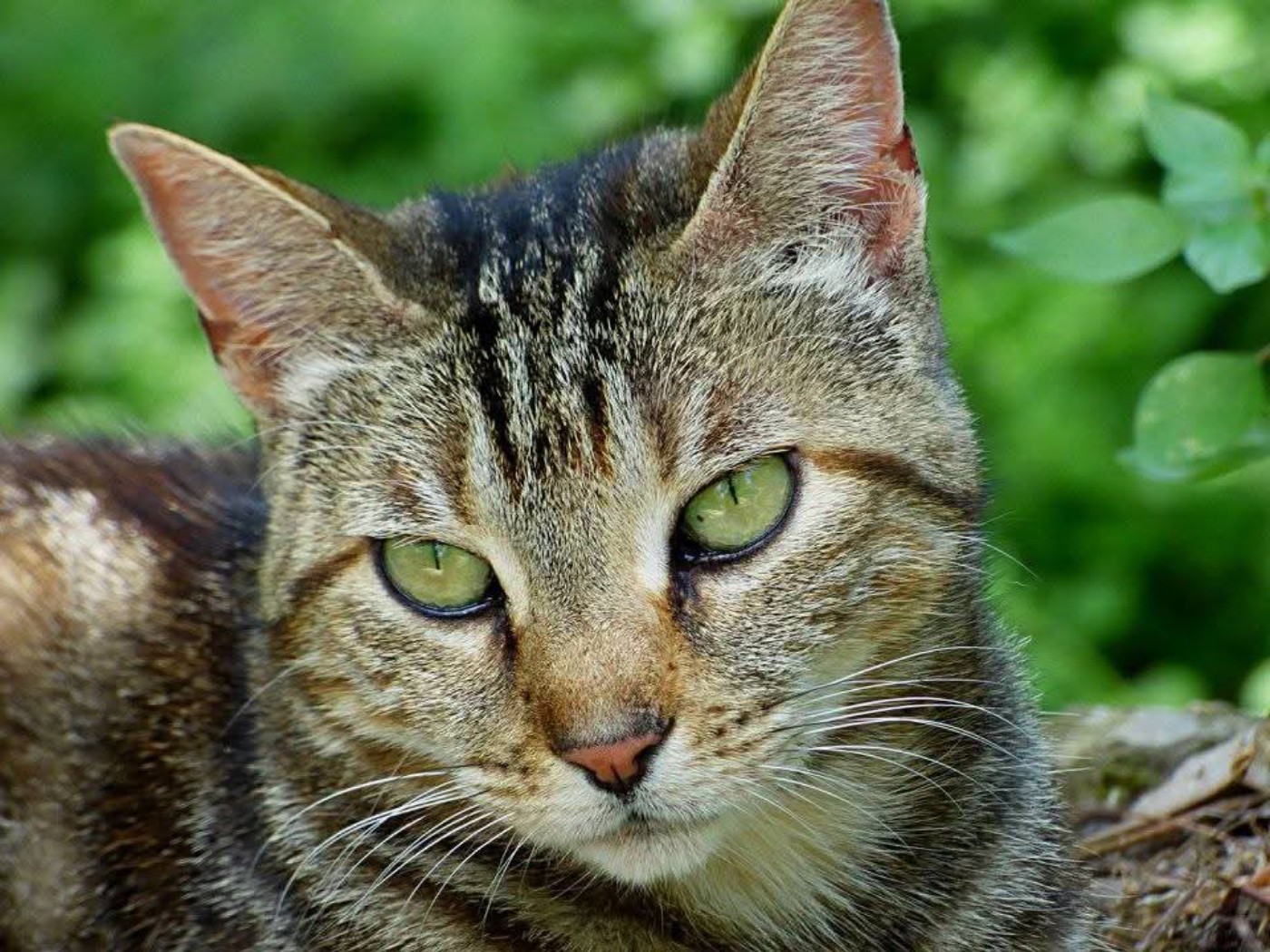 Gatti