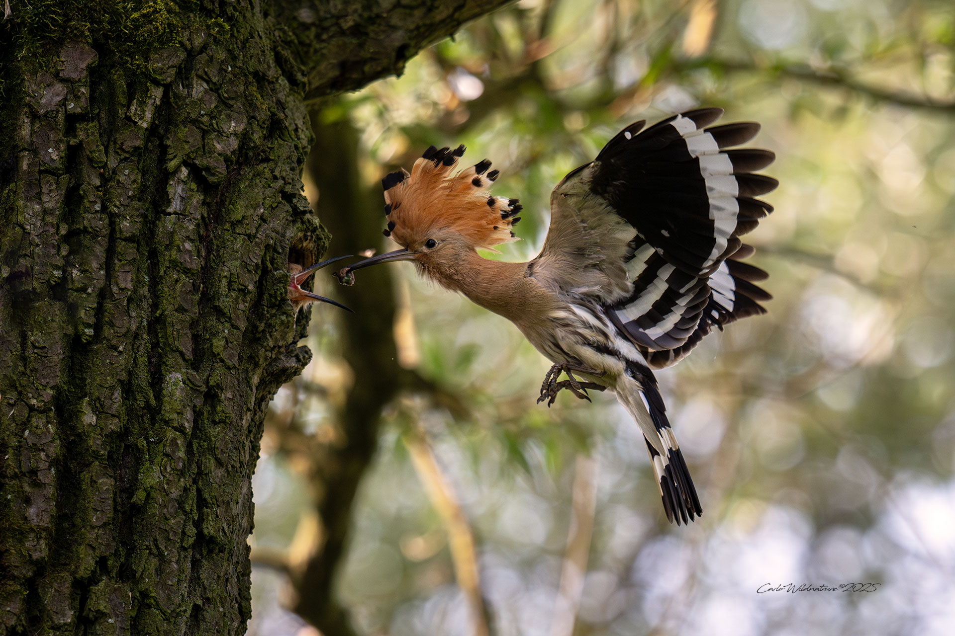 Rifornimento in volo