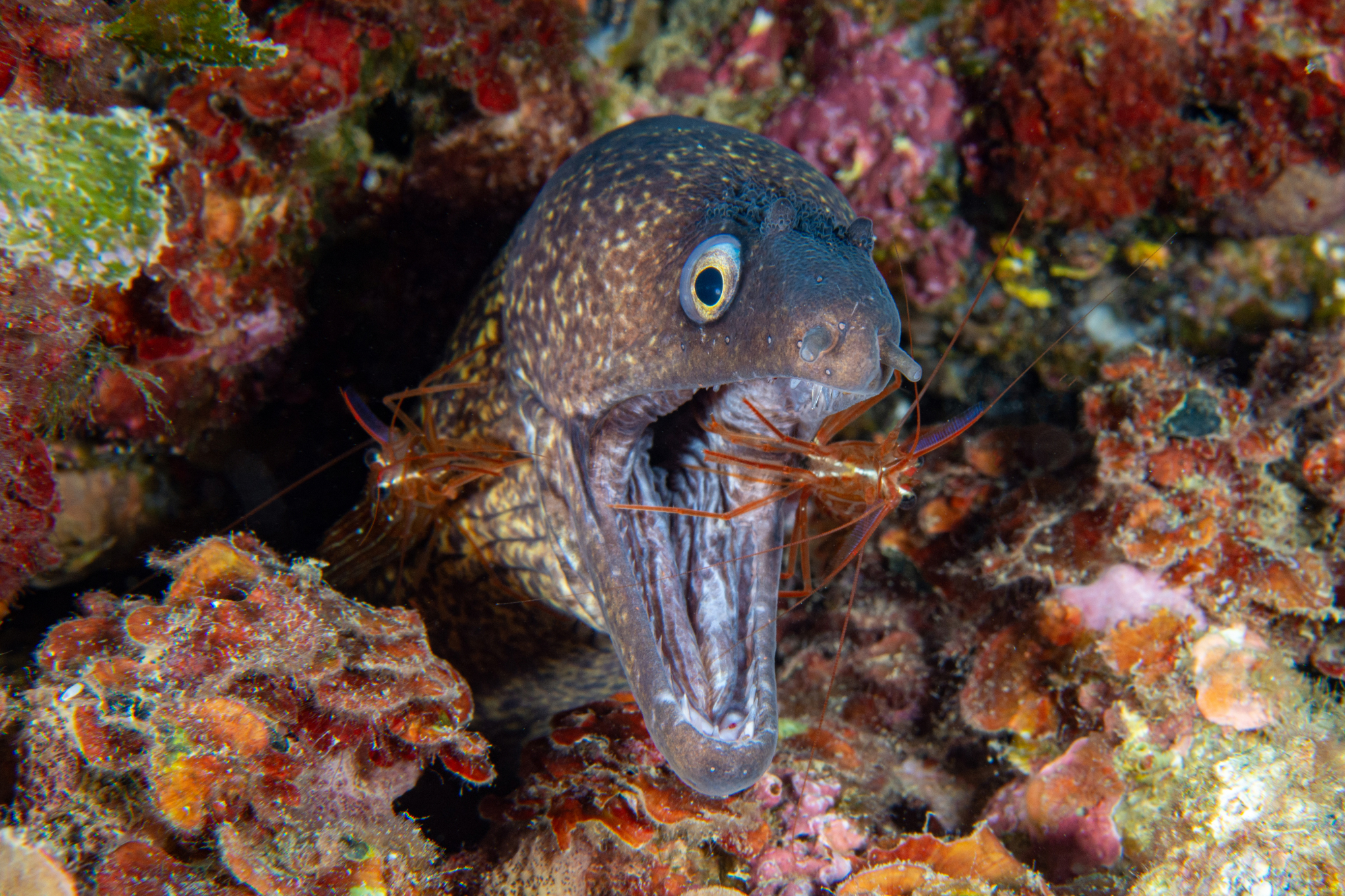 Murena
