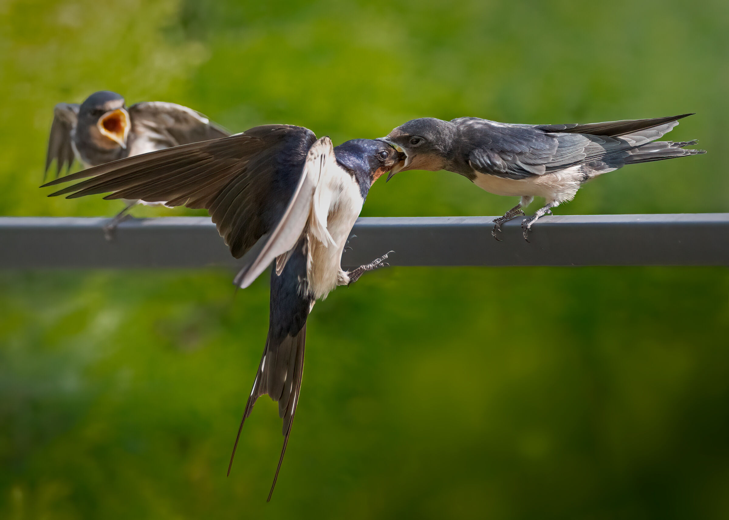 Imbeccata di Rondini comuni