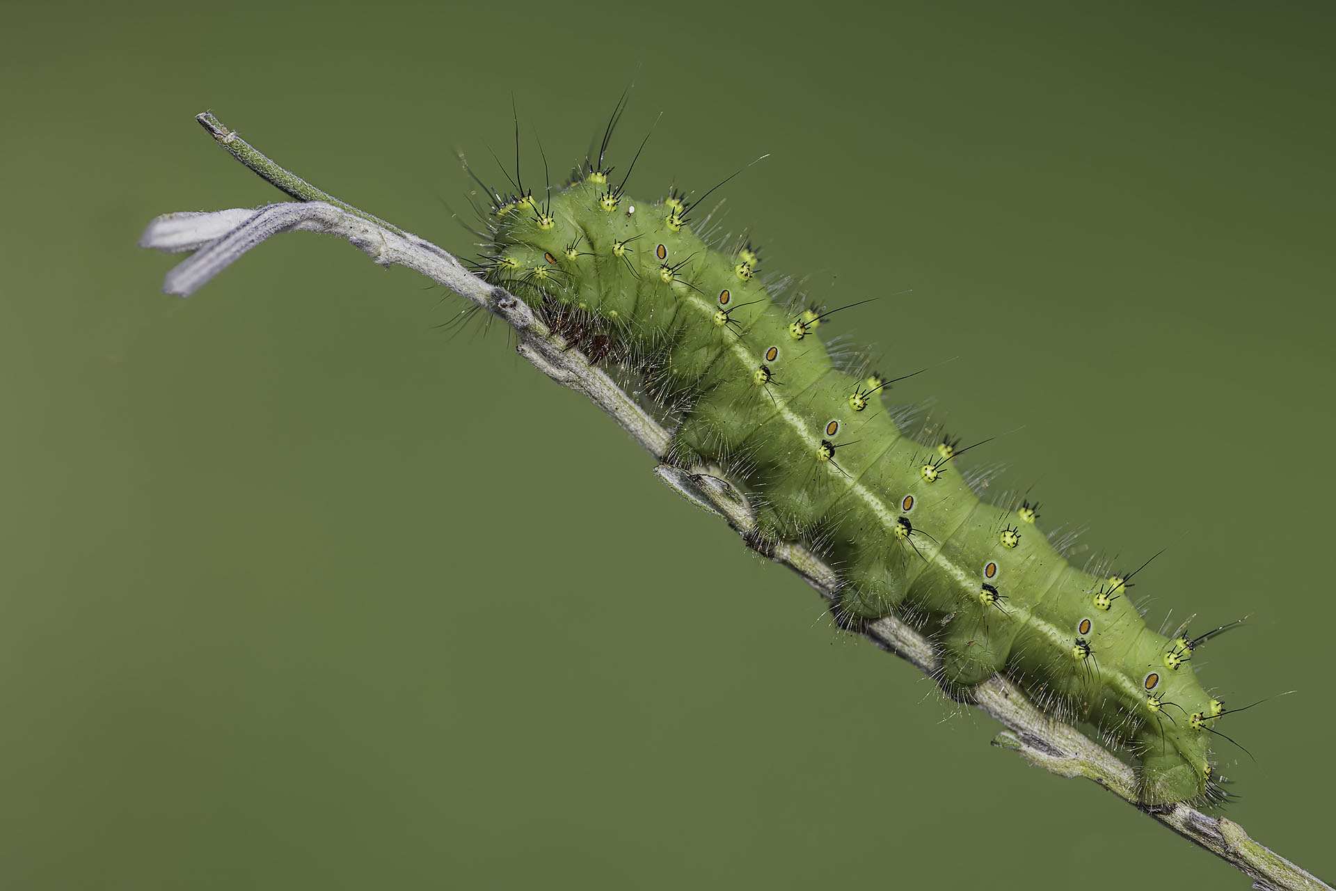 Caterpillar of Saturnia Pavoniella I think in the last stage