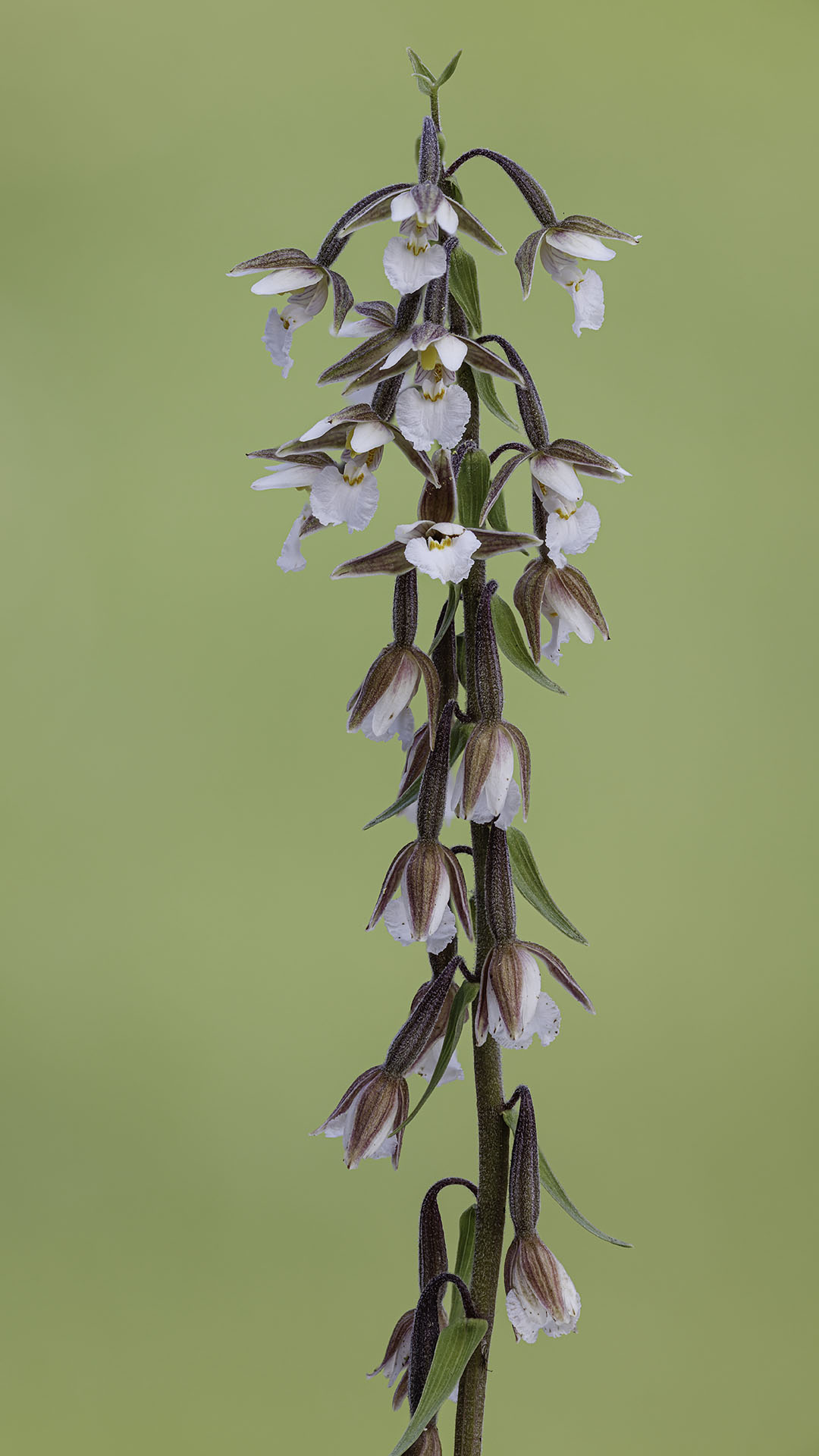 Swamp Helleborine Orchid