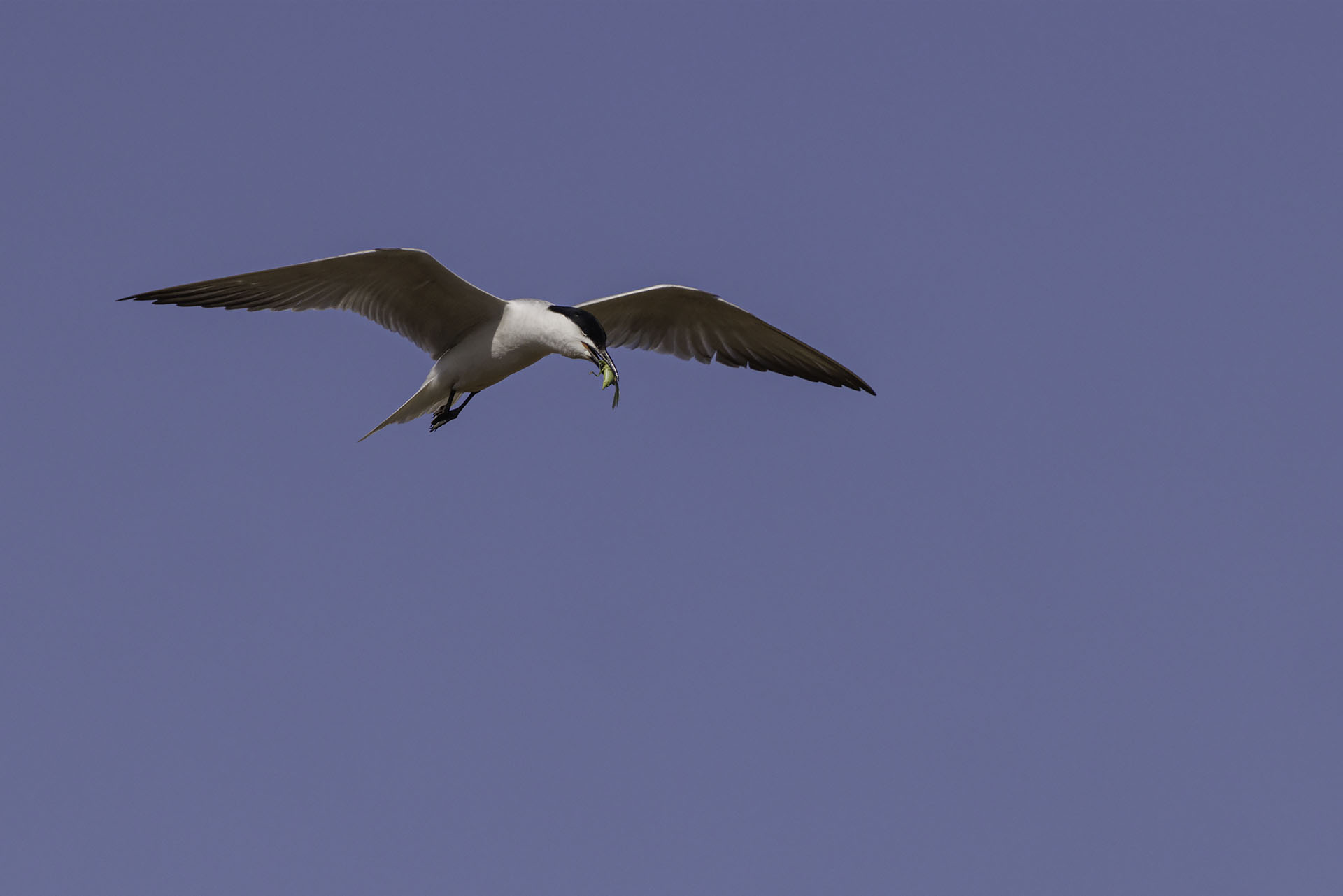 Tern with prey