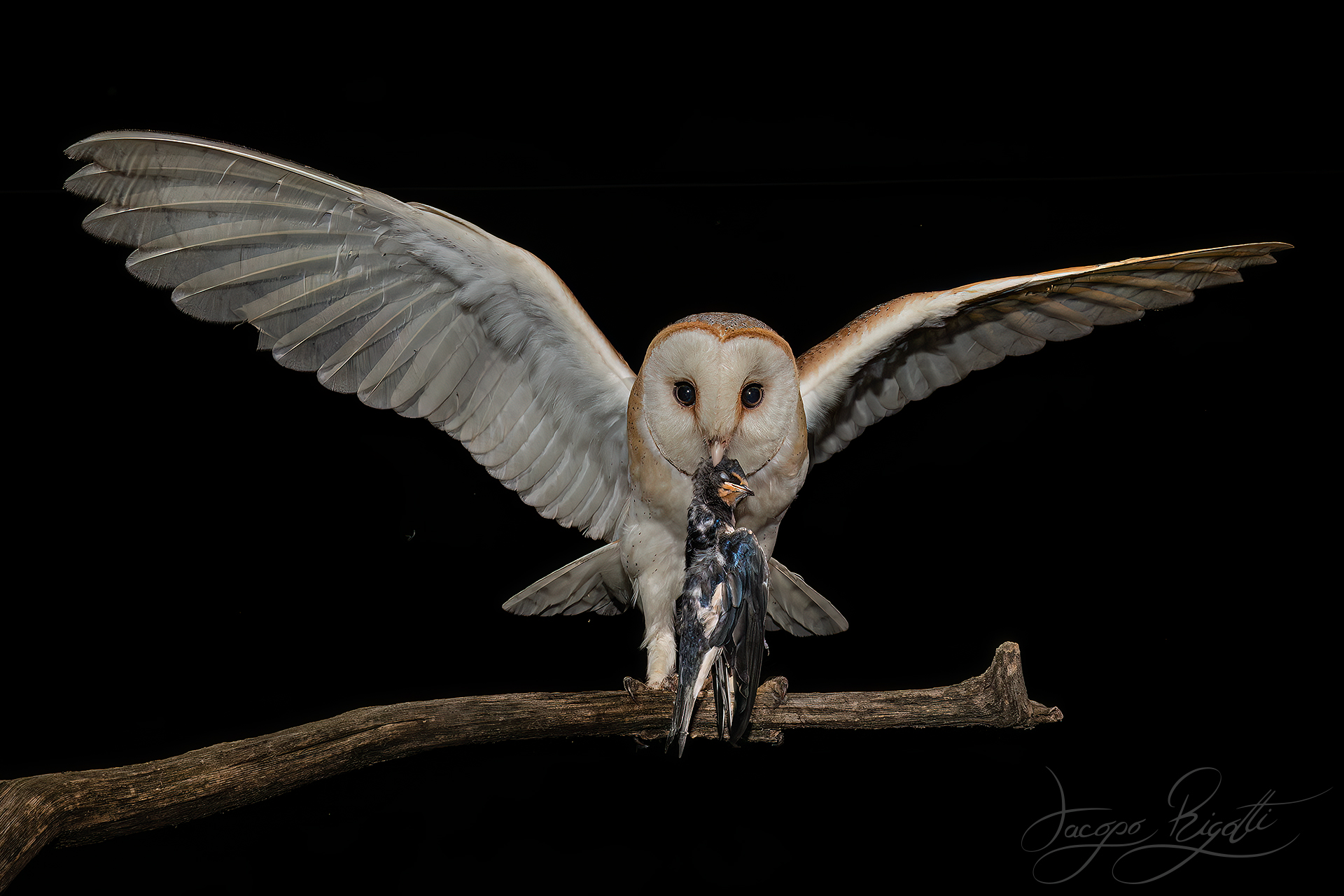 Barbagianni con rondine