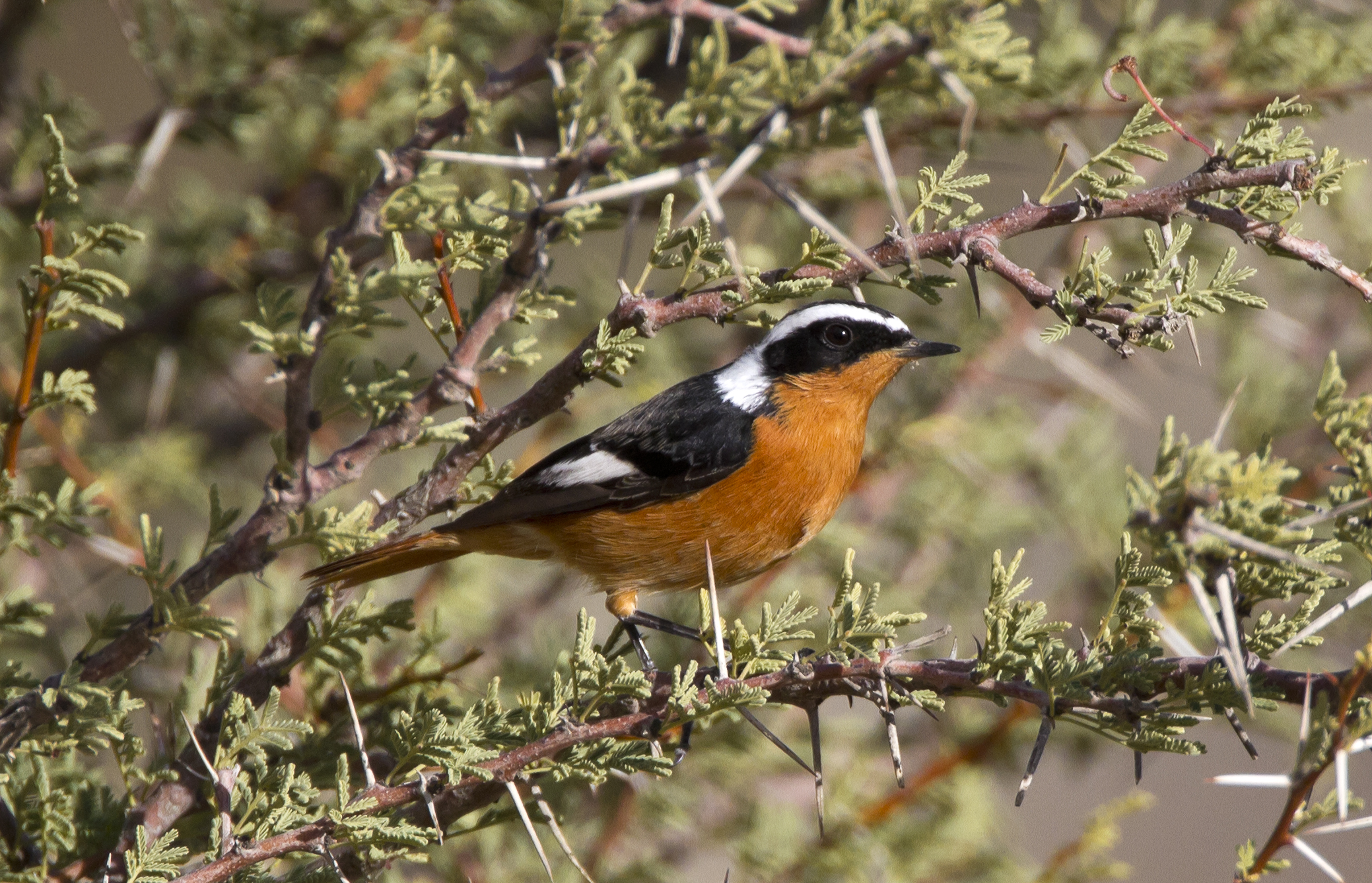 Redstart Algerian