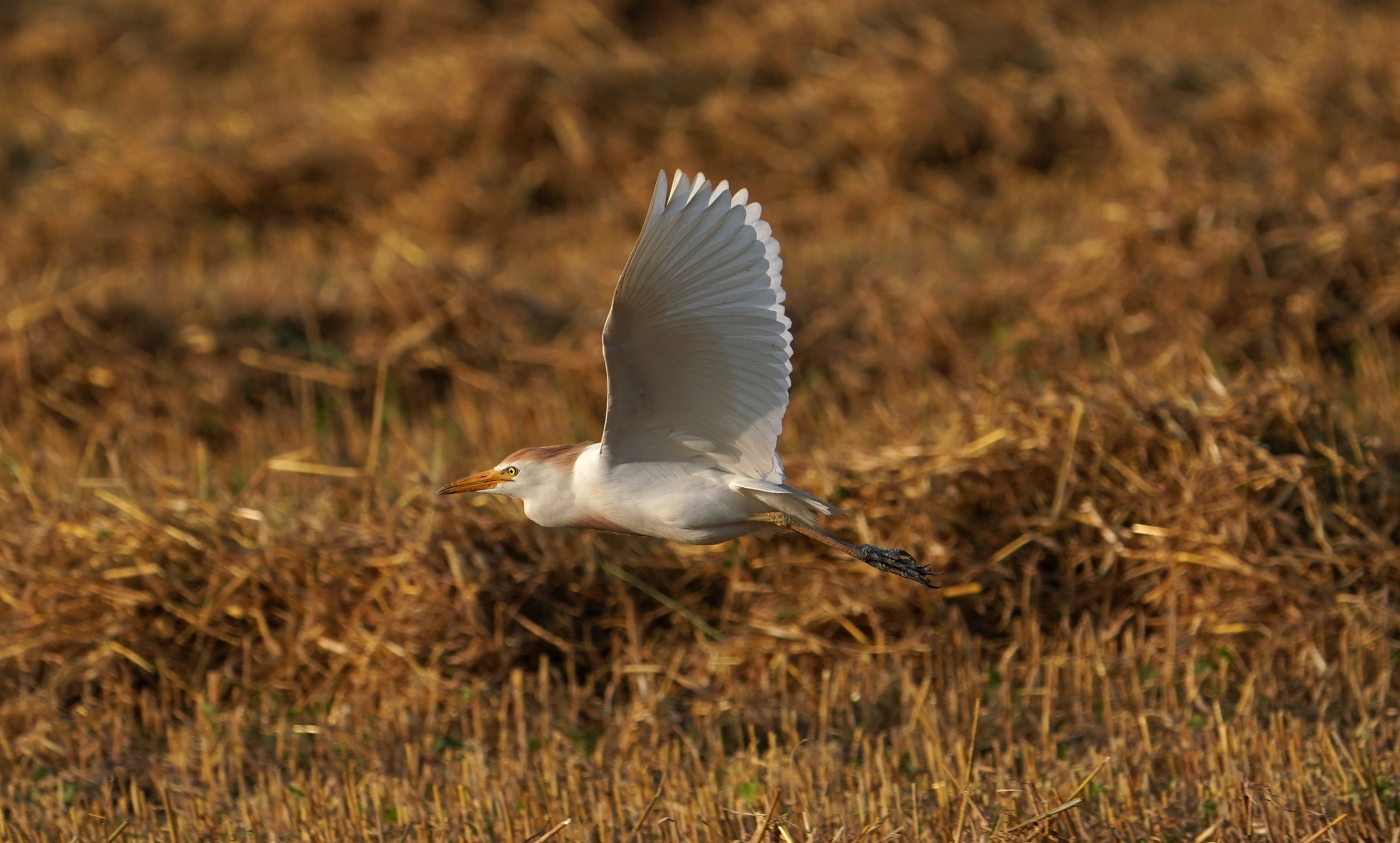 Guardabuoi in volo
