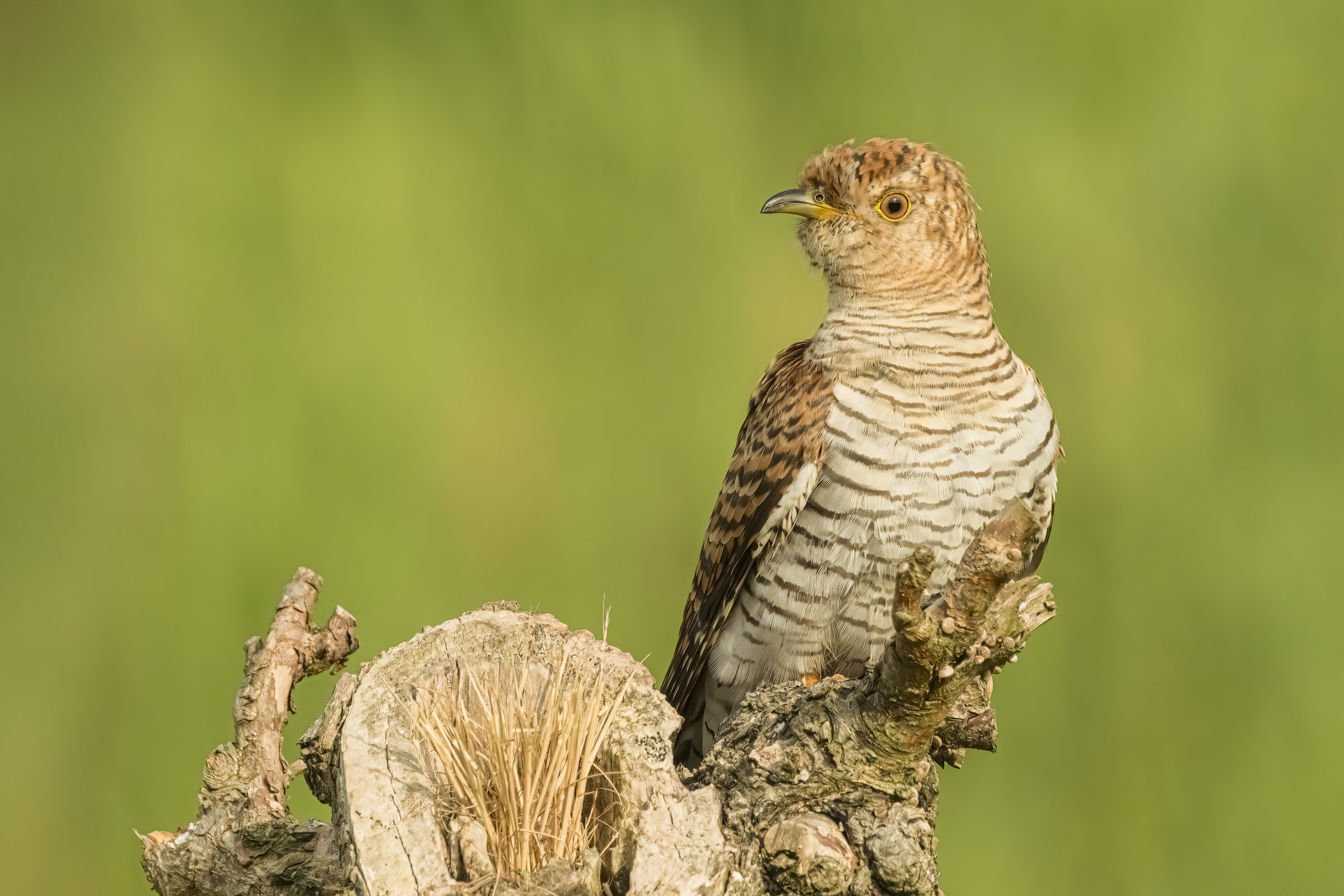 Cuckoo