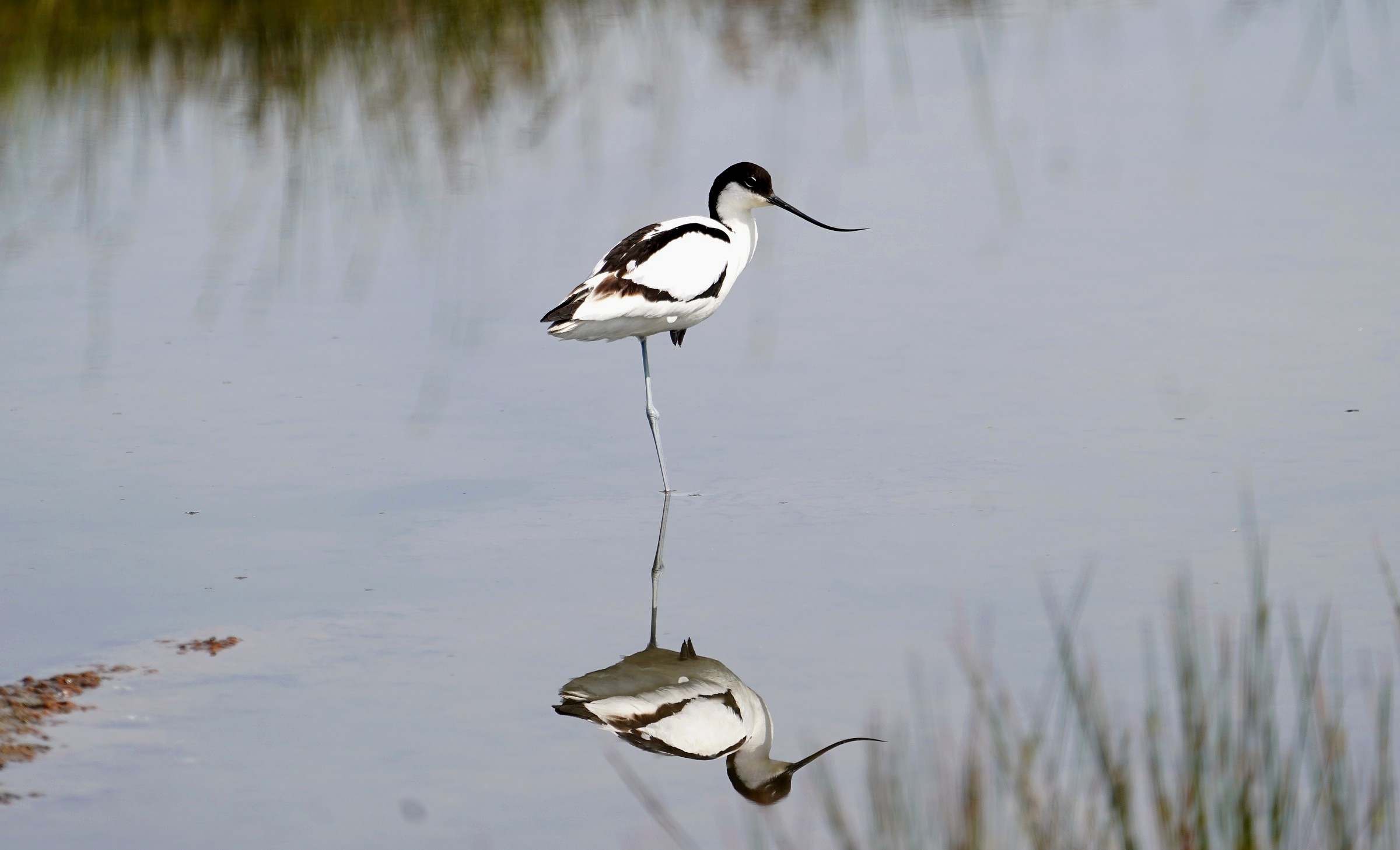 Avocetta