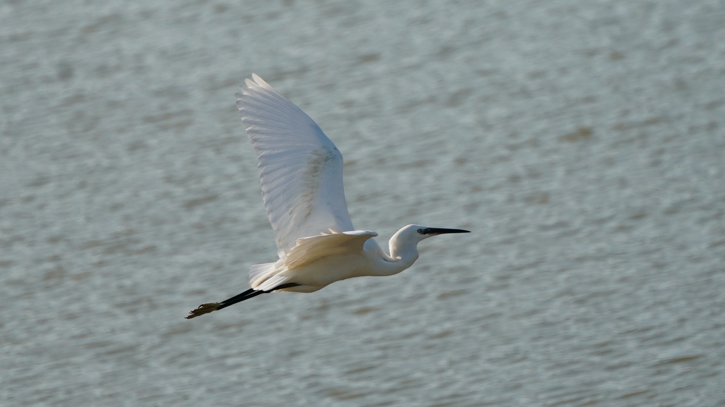Garzetta in volo