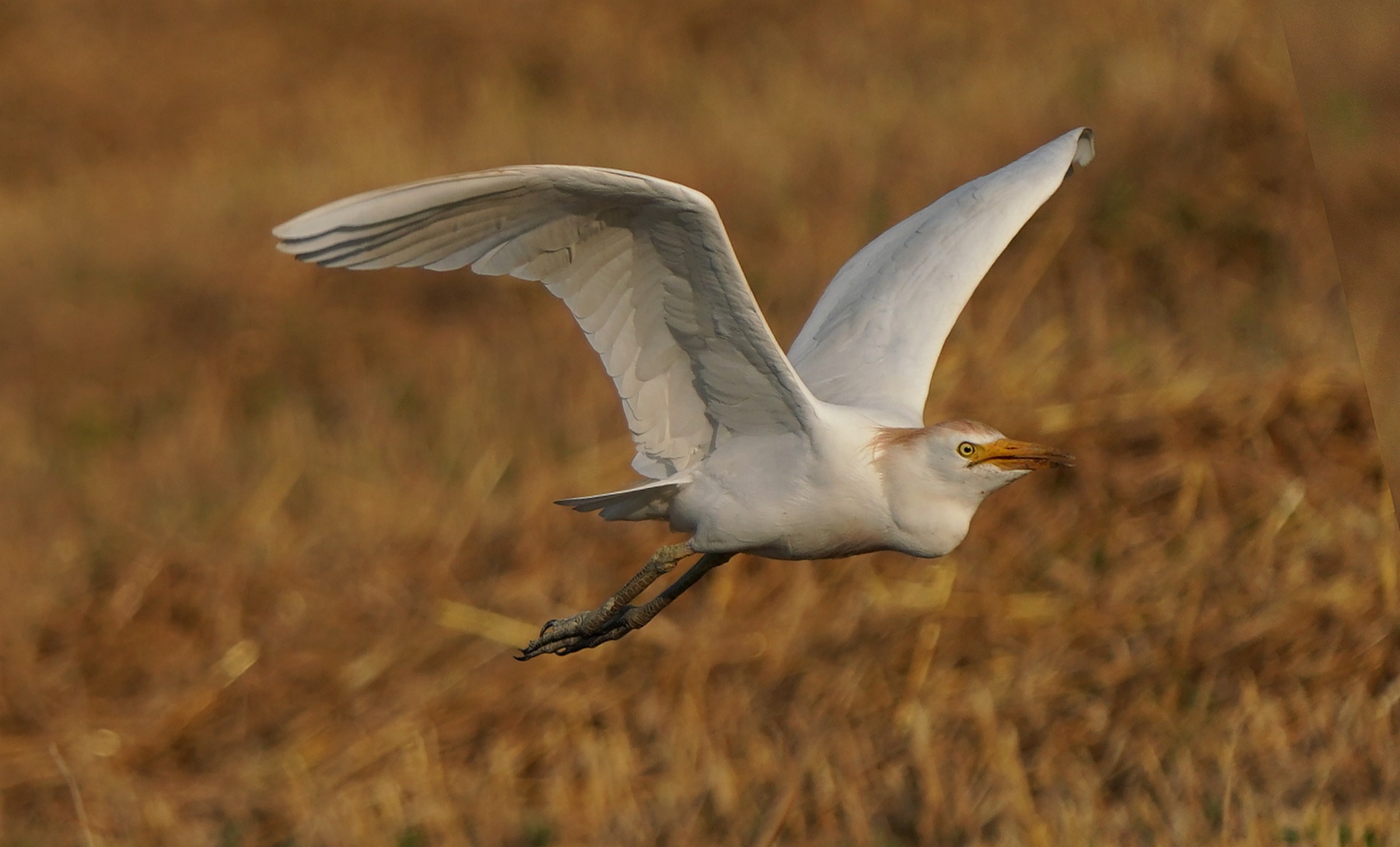 Guardabuoi in volo
