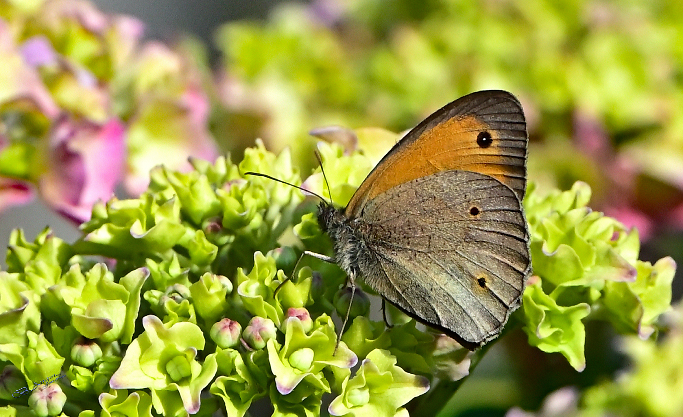 " butterfly "