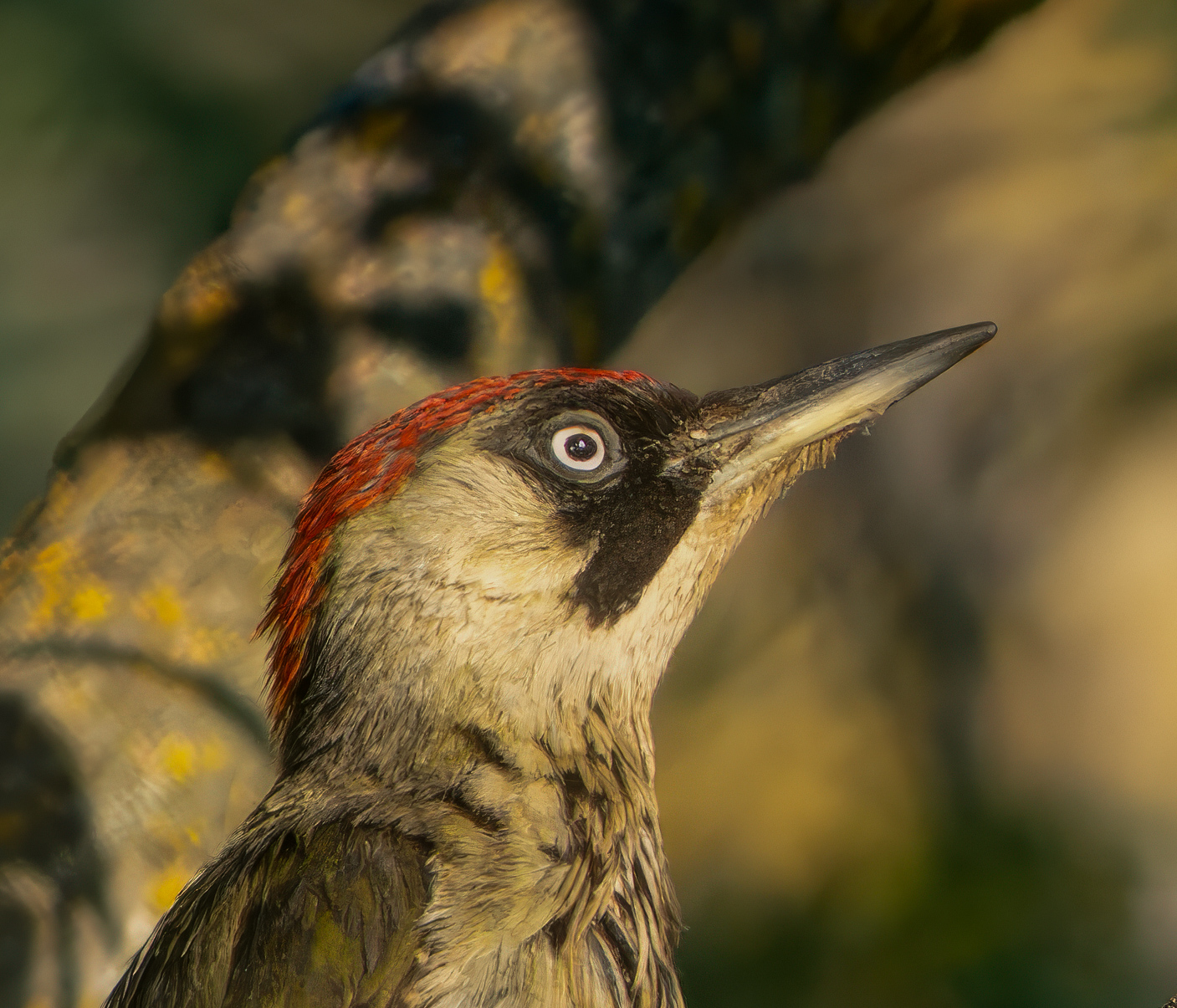 Green Woodpecker Portrait