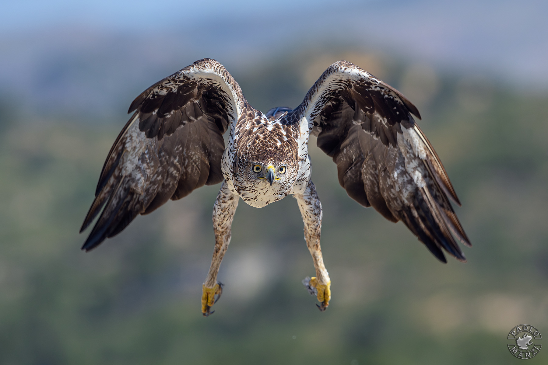Bonelli's Eagle