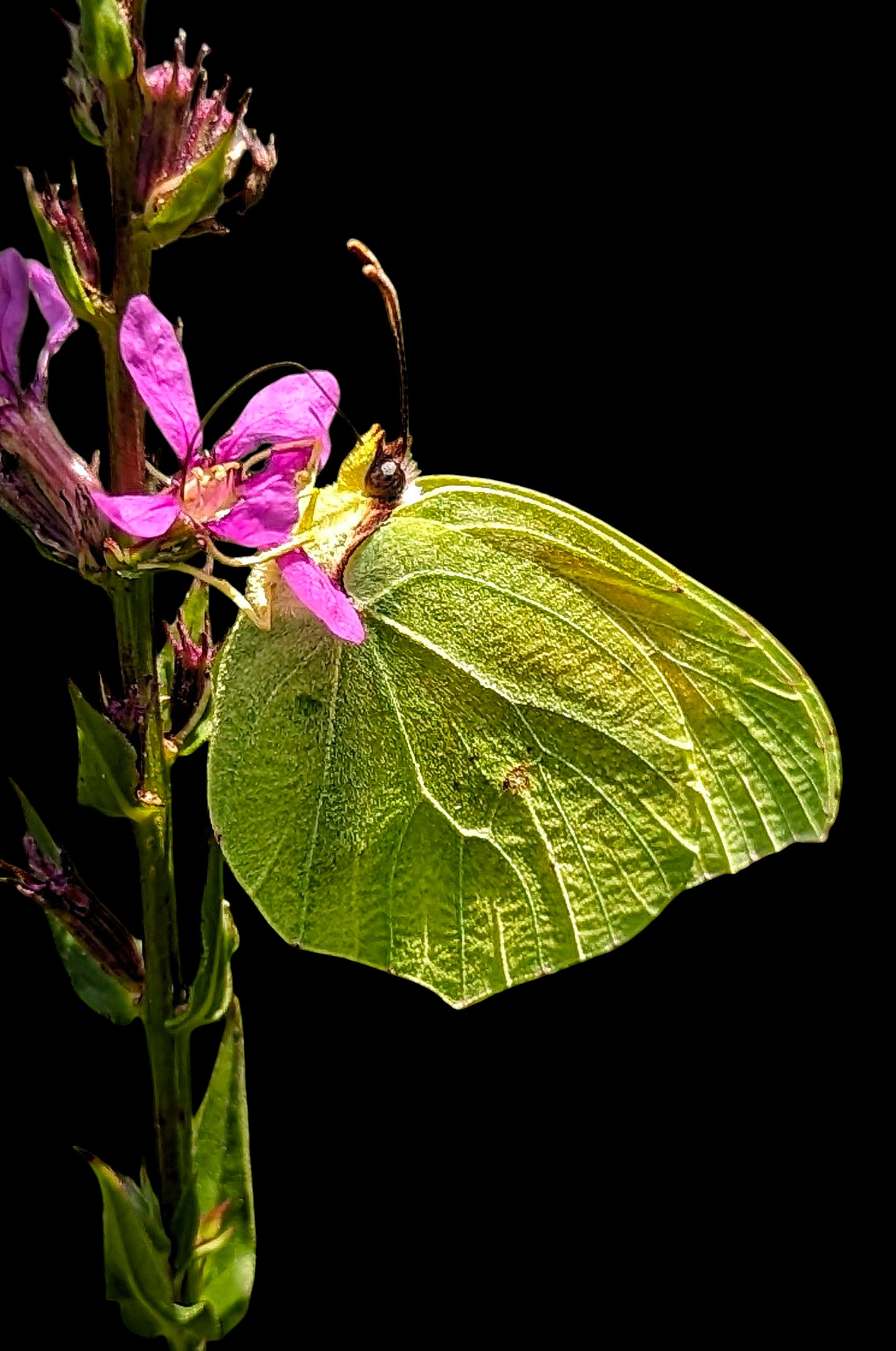 " Sa Mariposa "
