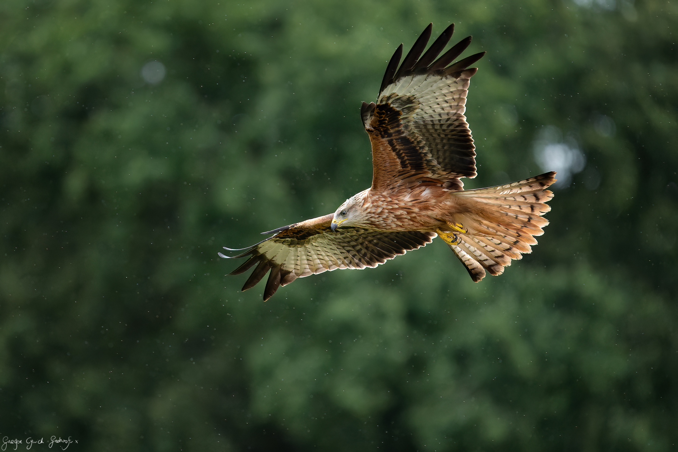 Red kite