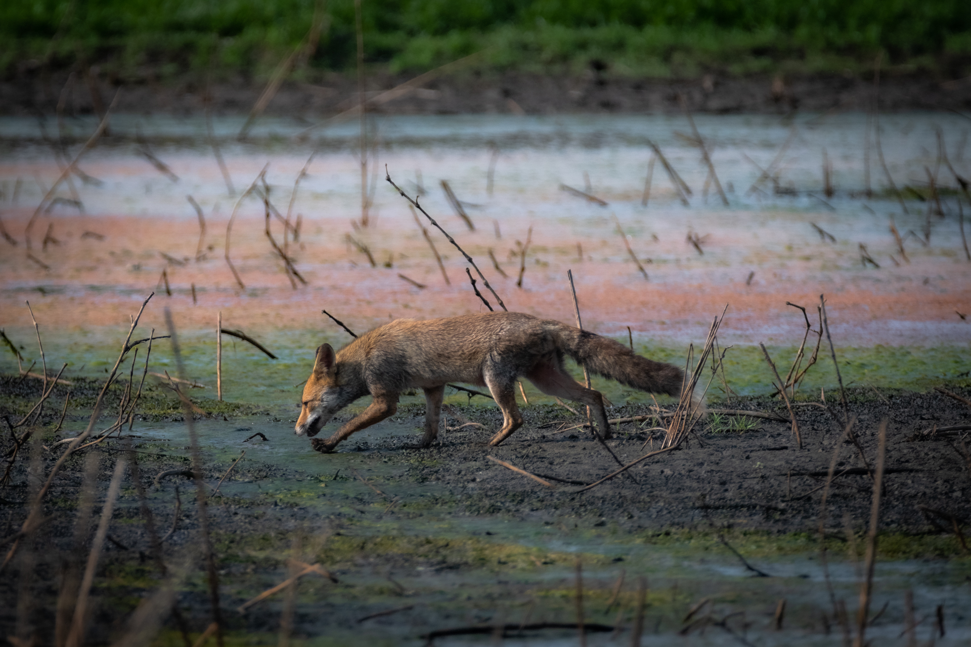 ..alla ricerca dell'uva...
