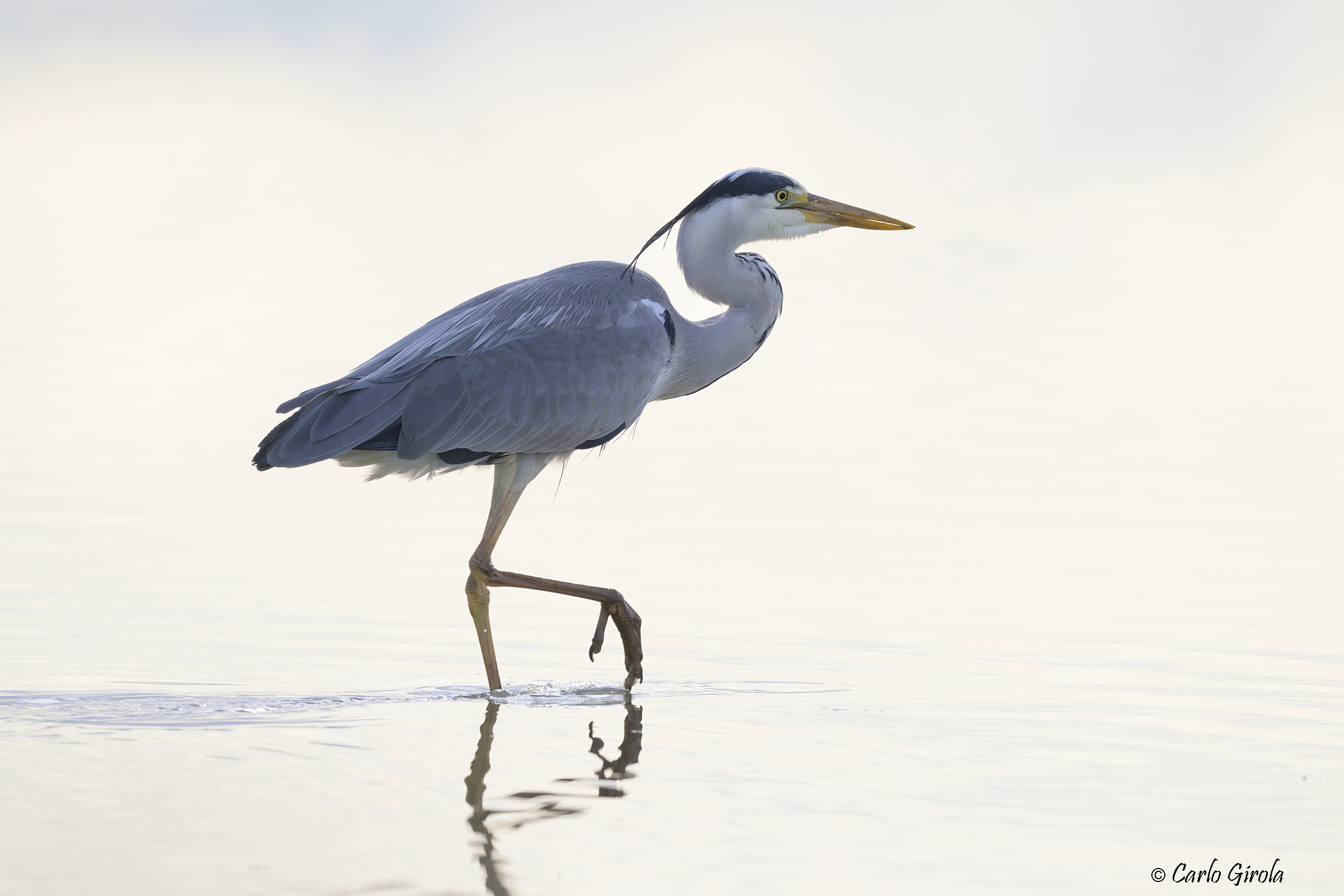 Airone cenerino (Ardea cinerea)