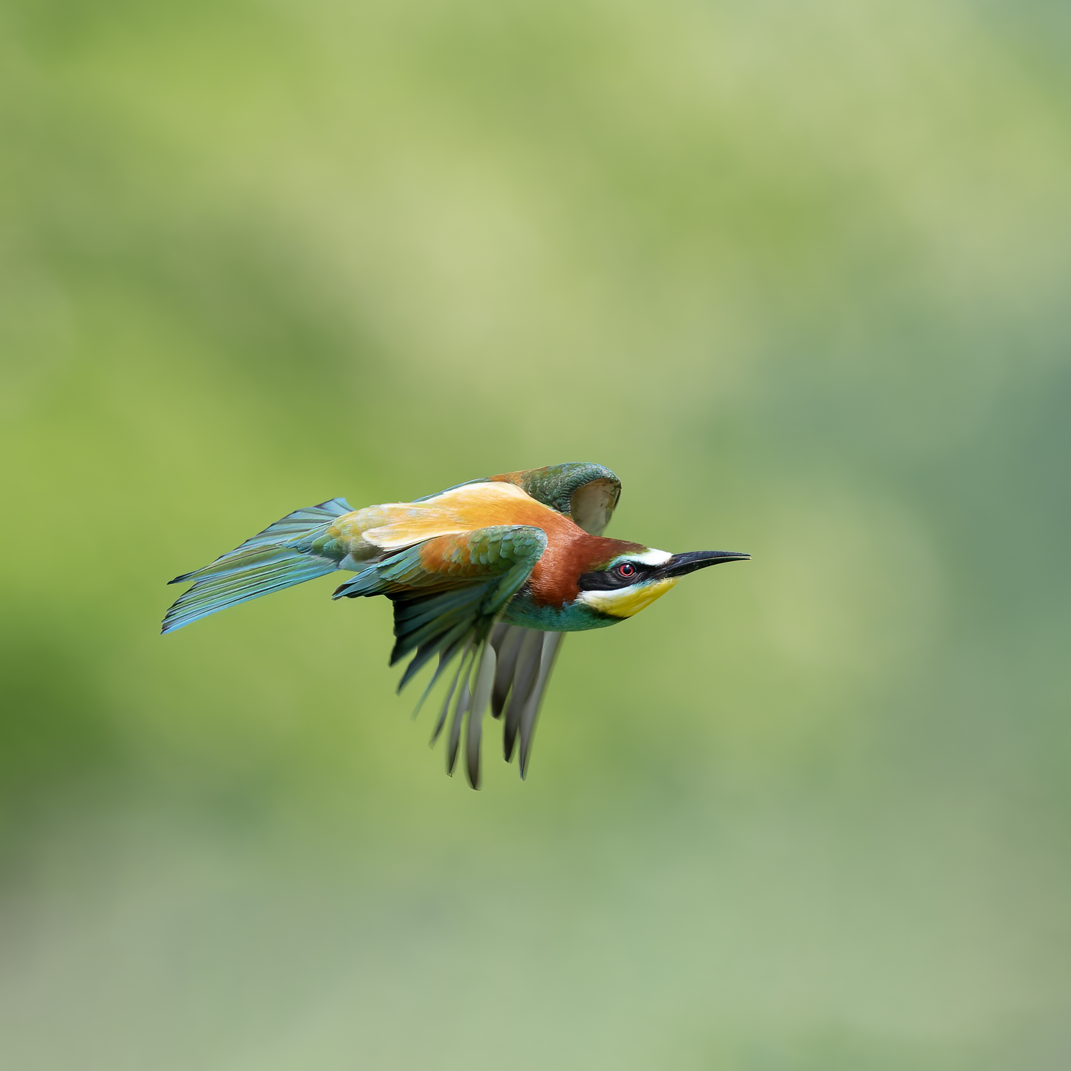 Bee-eater - Sant'Albano Stura - Piedmont