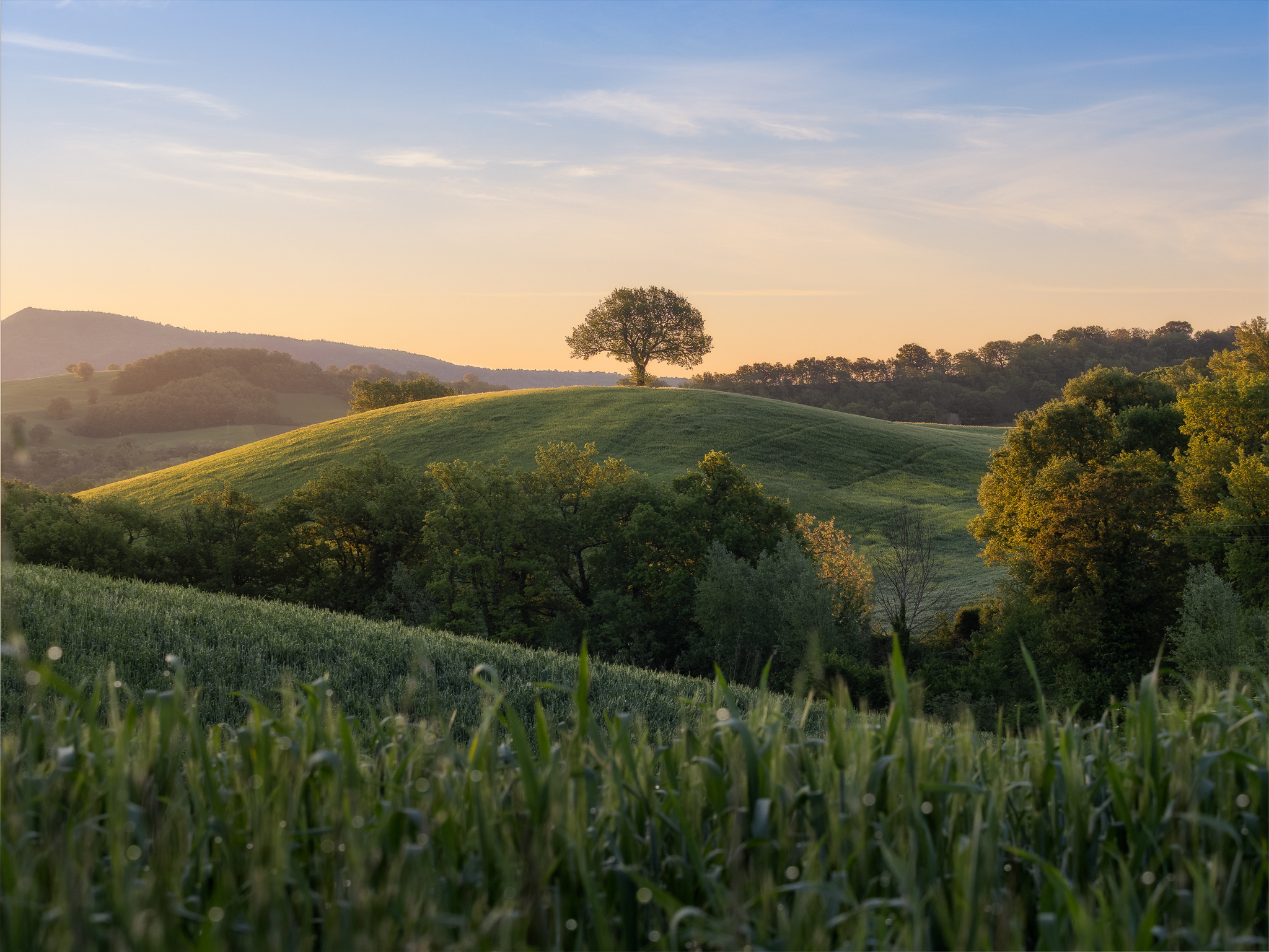Alone trees in the hill