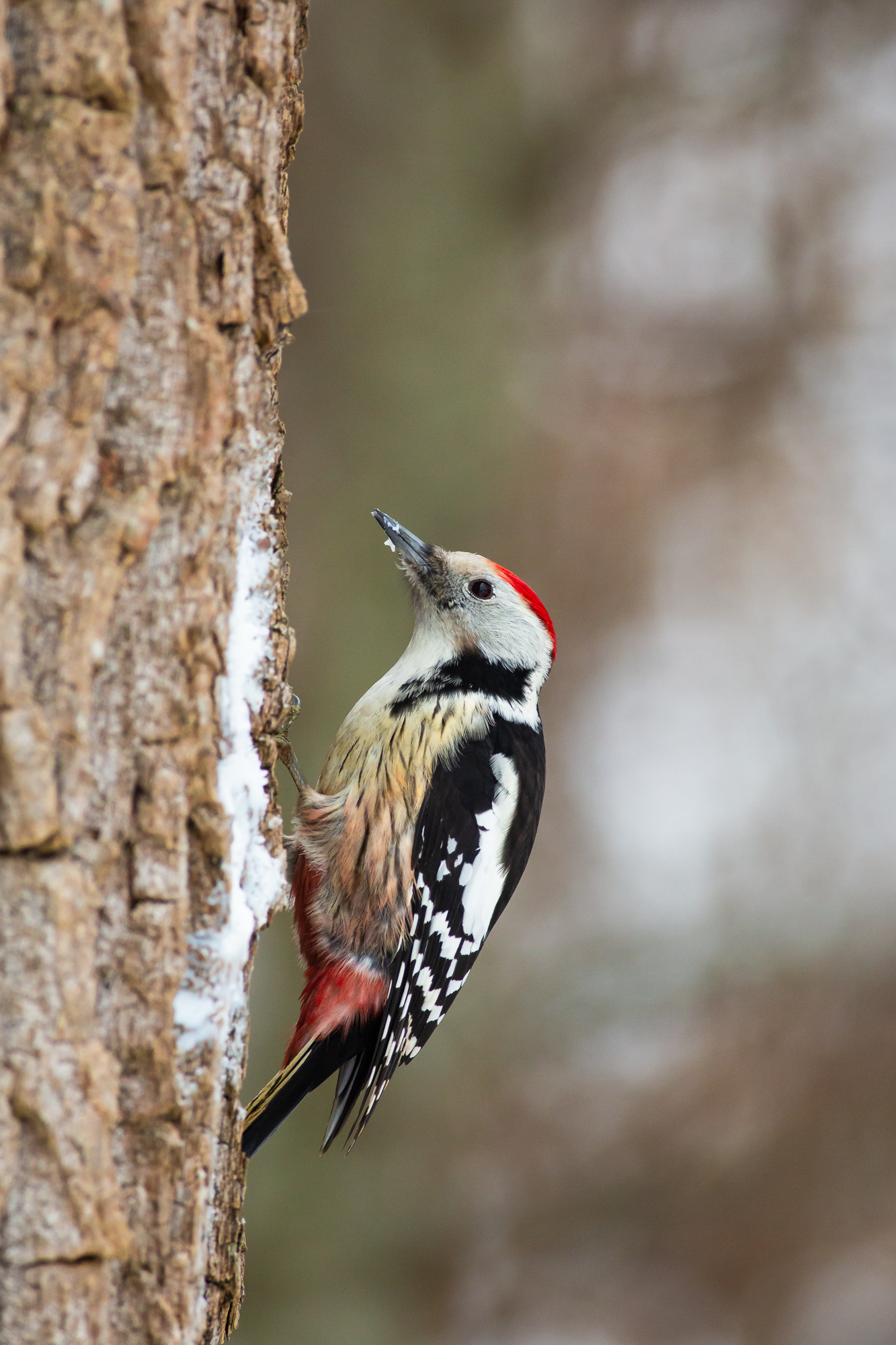 Picchio rosso mezzano