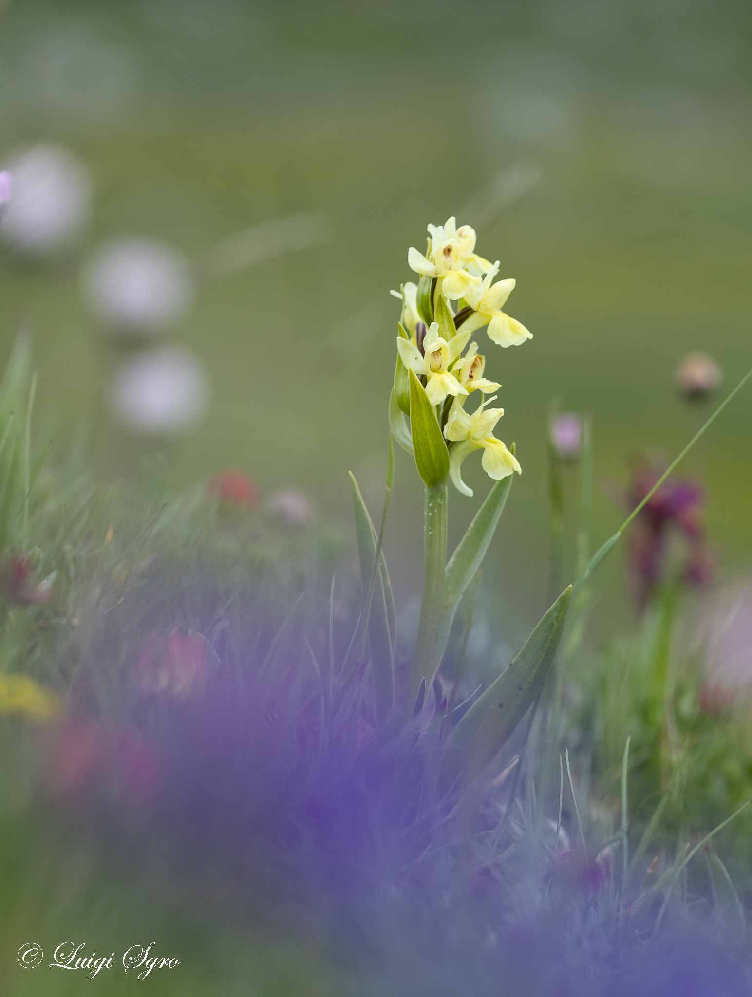 Dactylorhiza sambucina