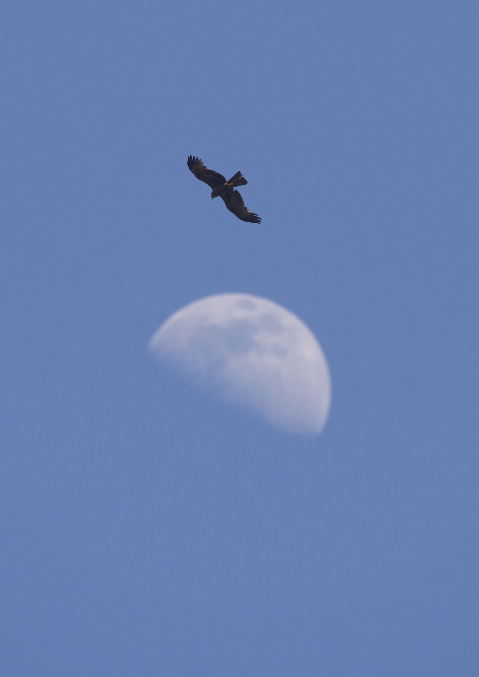 Nibbio bruno scopre la luna