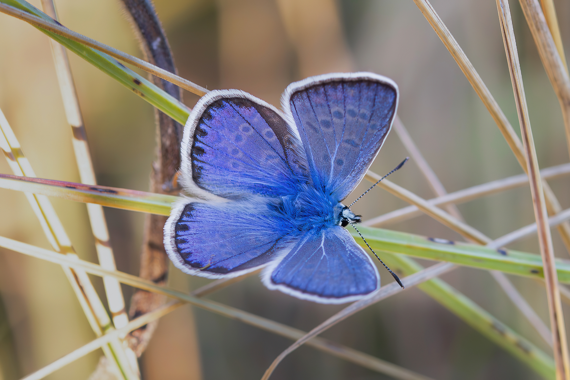 Polyommatus icarus