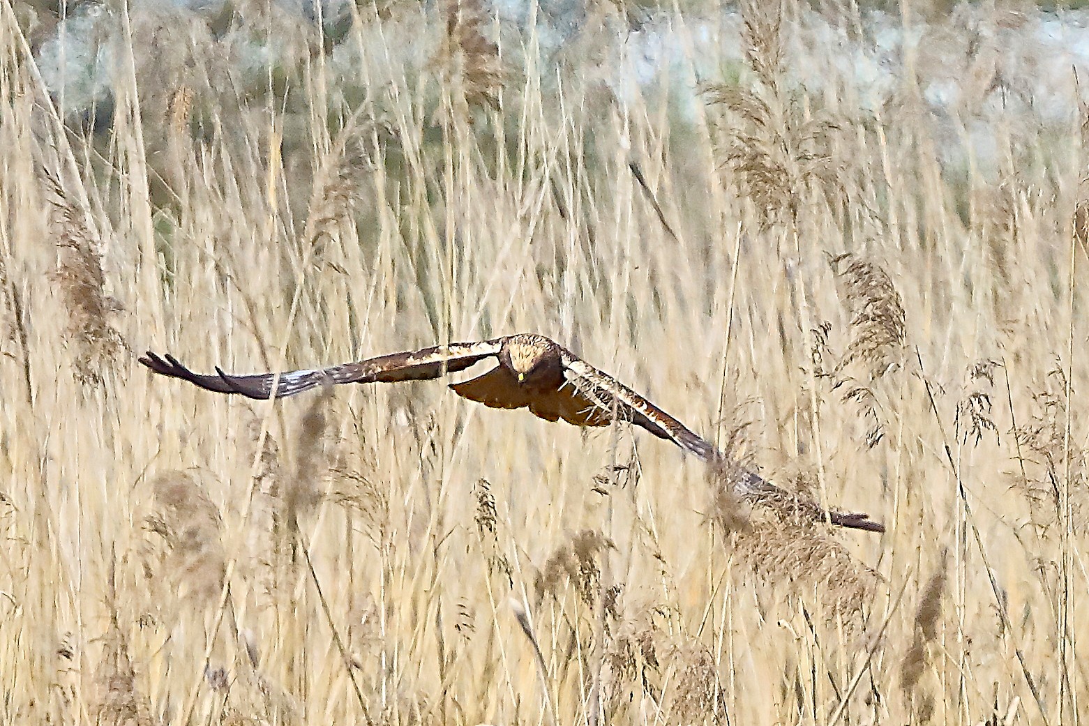 Falco di palude M 05 aprile 2025 - 0237